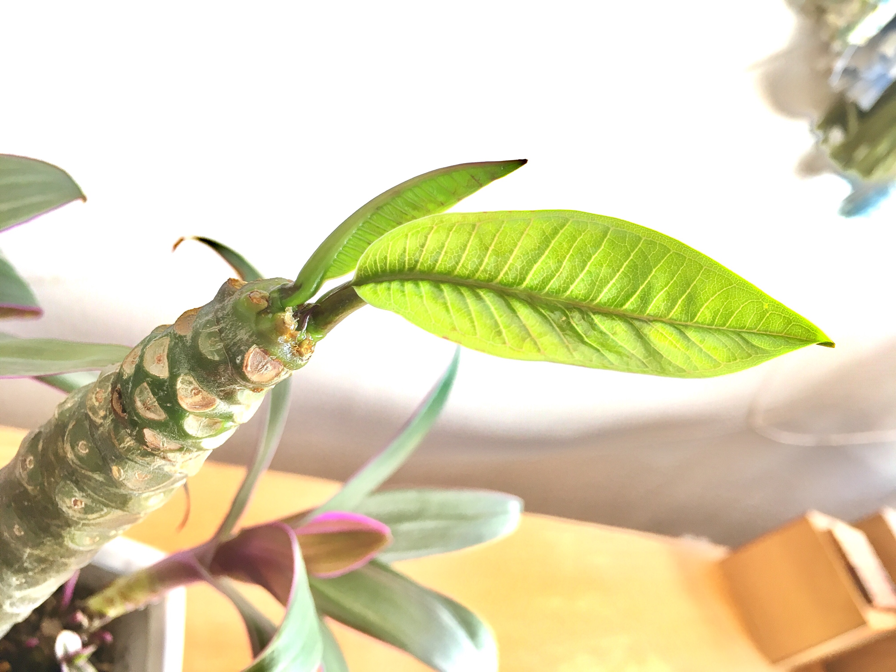 【ｽﾀｼﾞｵｸﾞﾘｰﾝ＊ﾌﾟﾙﾒﾘｱ】新芽のその後…