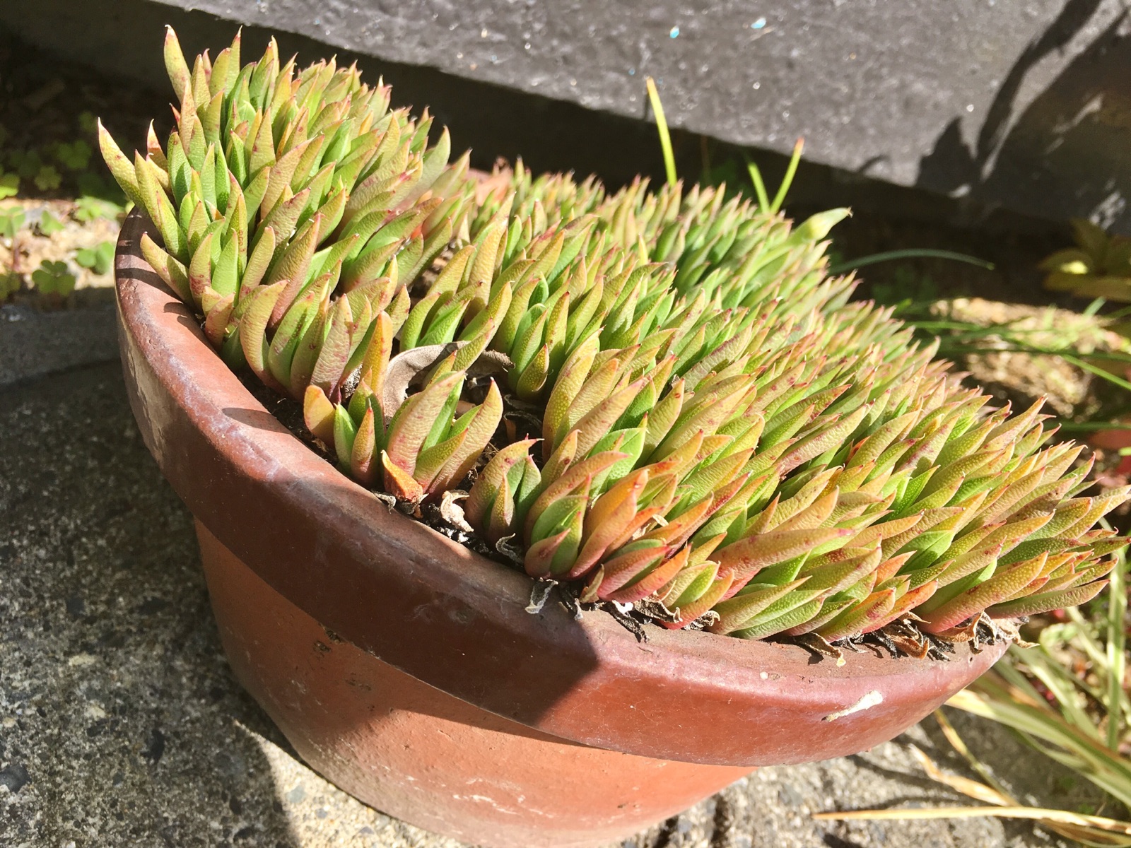 【ｽﾀｼﾞｵｸﾞﾘｰﾝ】毎日3時にお花が咲く　❀　多肉植物「照波（てるなみ）」
