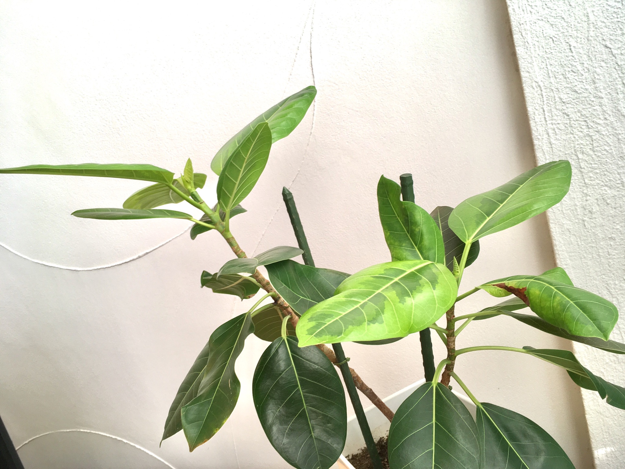 【熊谷店＊ｽﾀｼﾞｵｸﾞﾘｰﾝ】観葉植物＊新芽を上に伸ばしたい…