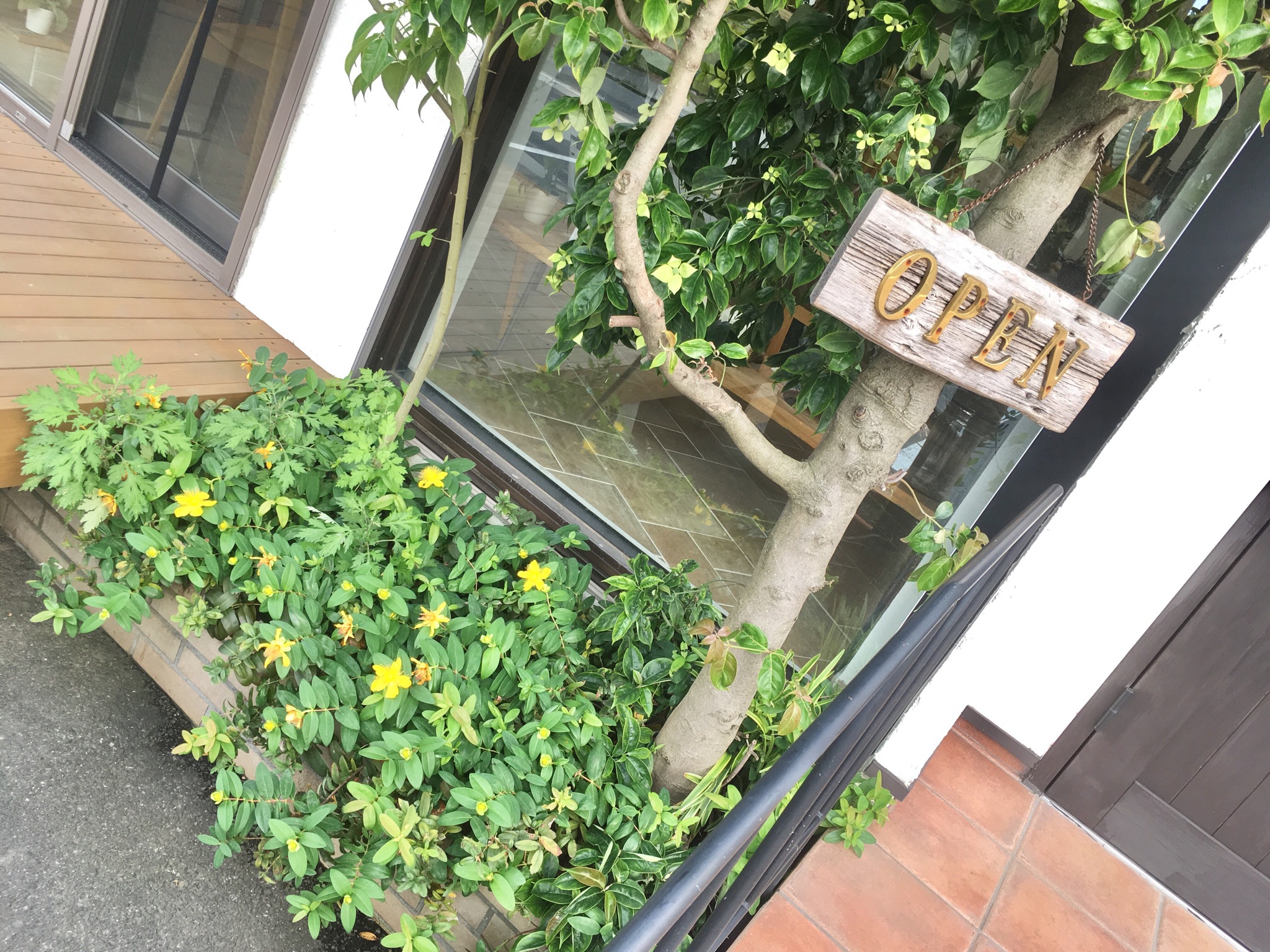 ＜ｽﾀｼﾞｵｸﾞﾘｰﾝ＞ﾛｰﾏﾝｶﾓﾐｰﾙについにお花が!!!