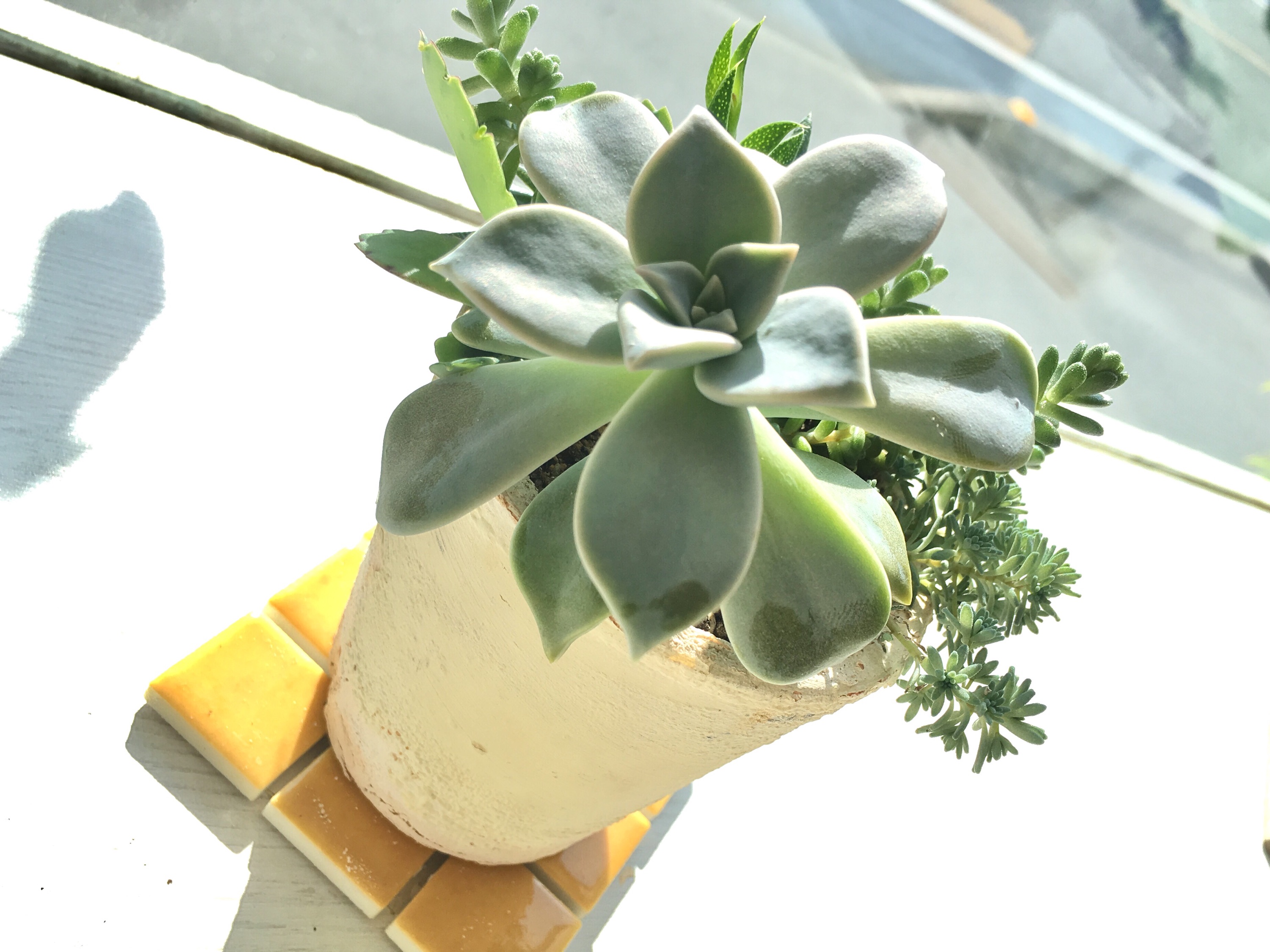 ＜熊谷 多肉植物`s＞葉挿しのその後…②