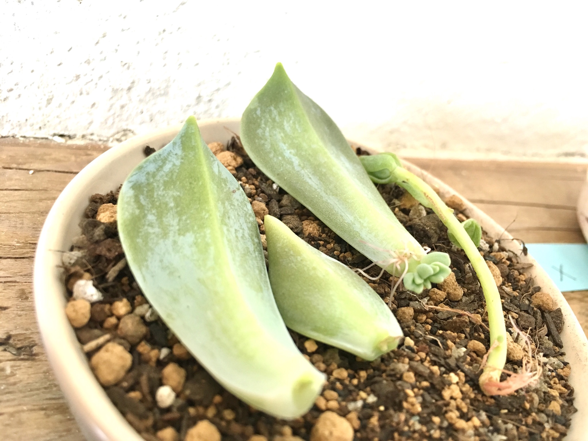 ＜熊谷 多肉植物`s＞葉挿しのその後…