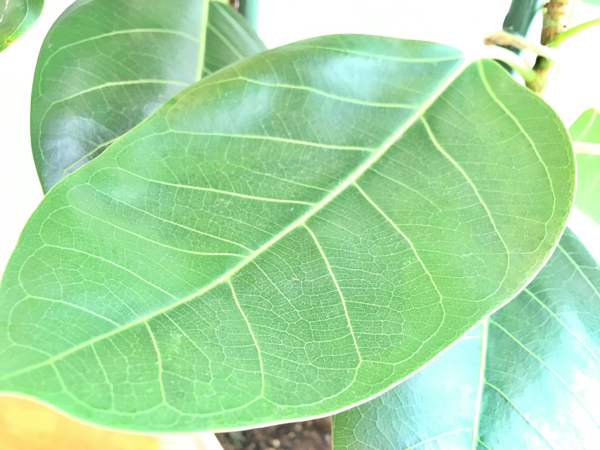 ＜ｽﾀｼﾞｵ＊ｸﾞﾘｰﾝ＞月に1度は観葉植物の葉っぱの拭き掃除を…