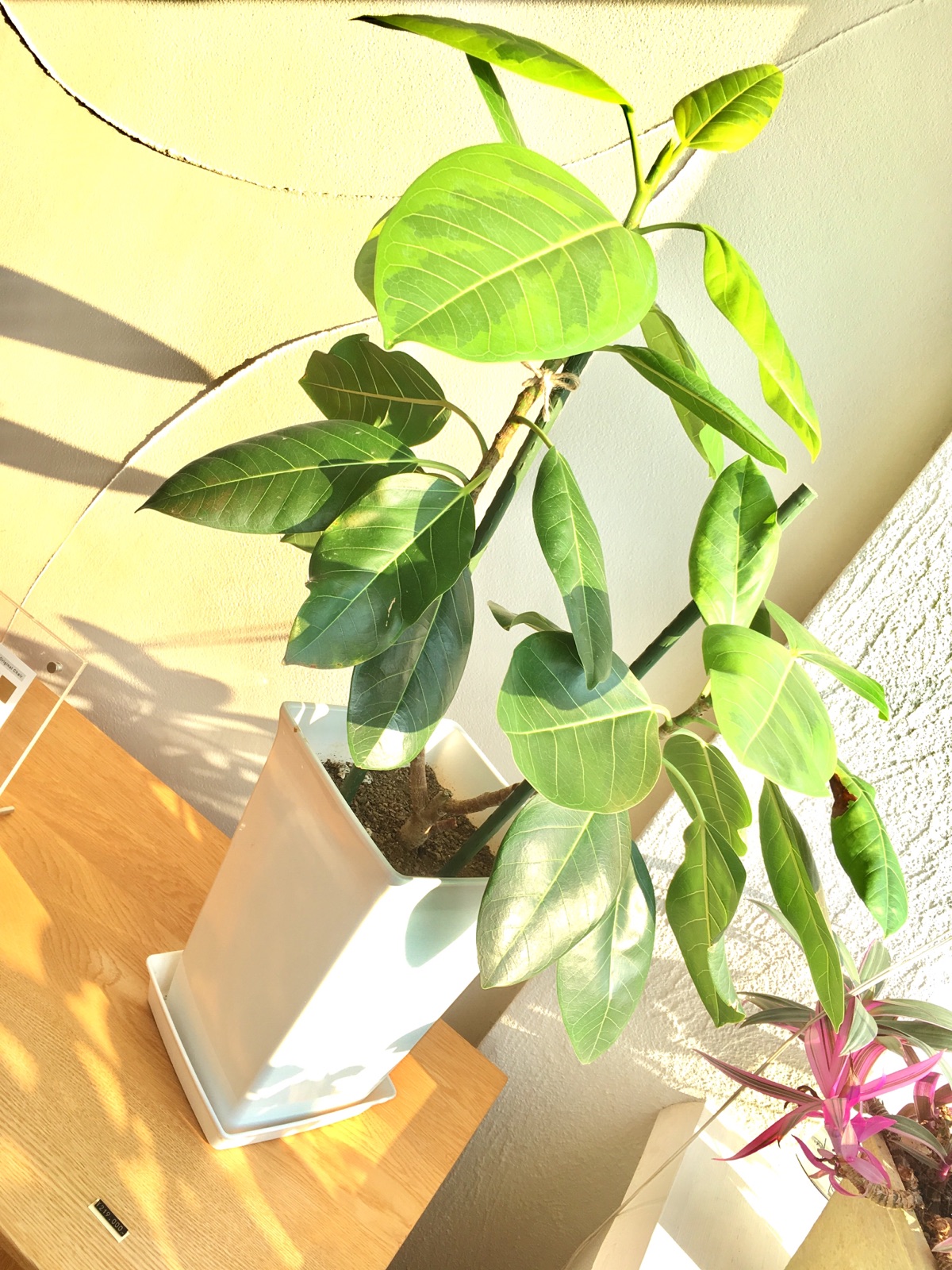 ＜ｽﾀｼﾞｵ＊ｸﾞﾘｰﾝ＊寄せ植えﾜｰｸｼｮｯﾌﾟ＞新芽もすくすく手のひらサイズに♪