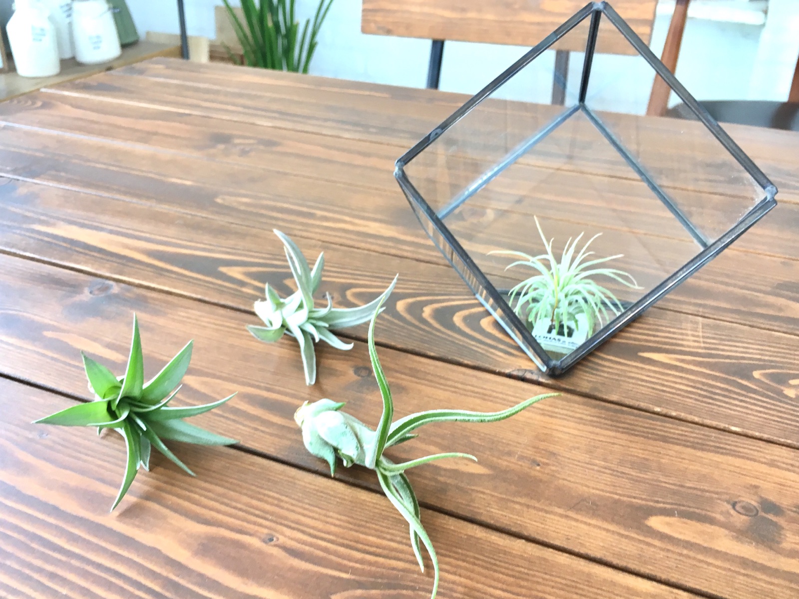 ＜ｽﾀｼﾞｵ＊ｸﾞﾘｰﾝ＞100円ｴｱﾌﾟﾗﾝﾂ達のその後…