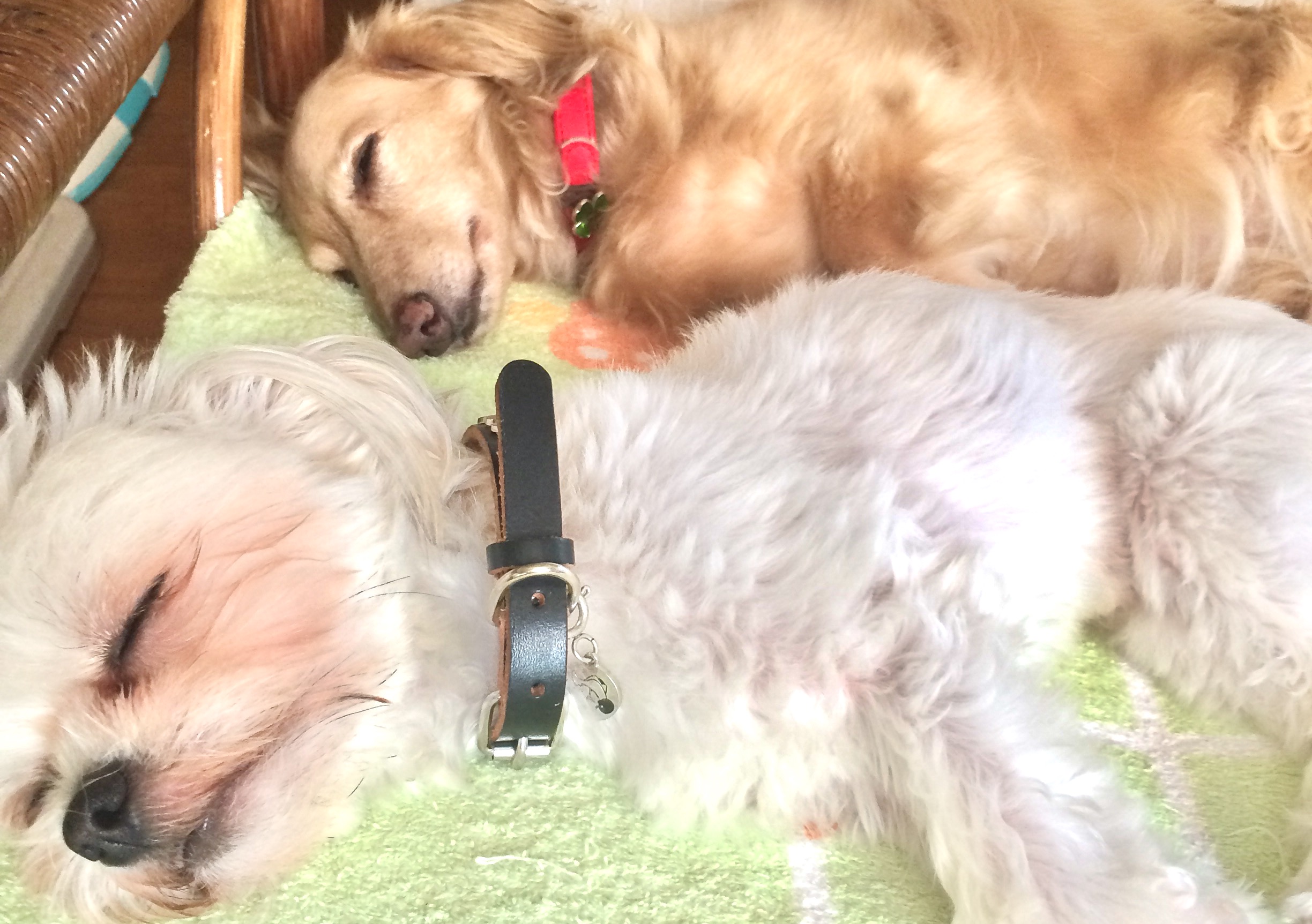 【暑いぞ熊谷店】盆地の蒸し暑さ　対　珪藻土