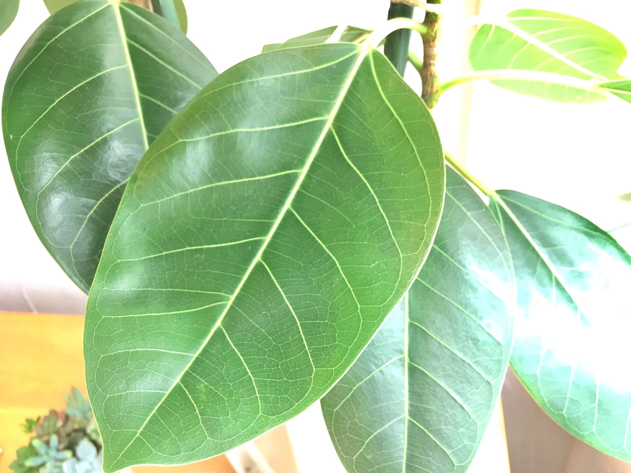 ＜ｽﾀｼﾞｵ＊ｸﾞﾘｰﾝ＞月に1度は観葉植物の葉っぱの拭き掃除を…