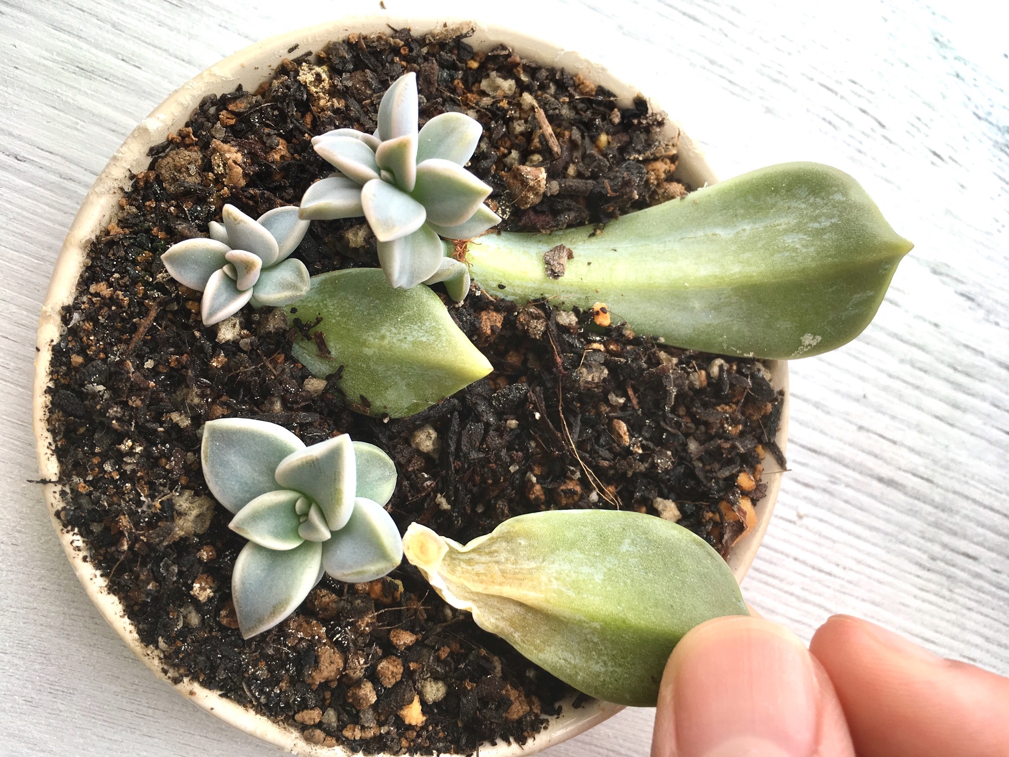 ＜スタジオ＊グリーン＞熱いぞ熊谷、植物の熱中症にもご注意を…