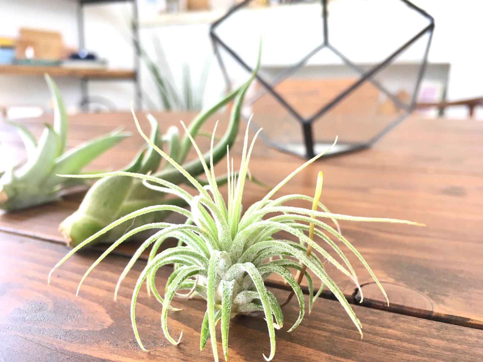 ＜ｽﾀｼﾞｵ＊ｸﾞﾘｰﾝ＞100円ｴｱﾌﾟﾗﾝﾂ達のその後…