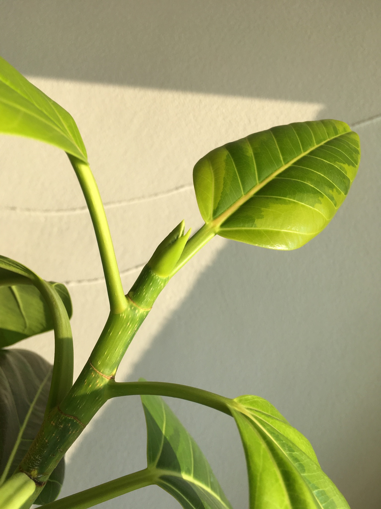 ＜ｽﾀｼﾞｵ＊ｸﾞﾘｰﾝ＊寄せ植えﾜｰｸｼｮｯﾌﾟ＞新芽もすくすく手のひらサイズに♪