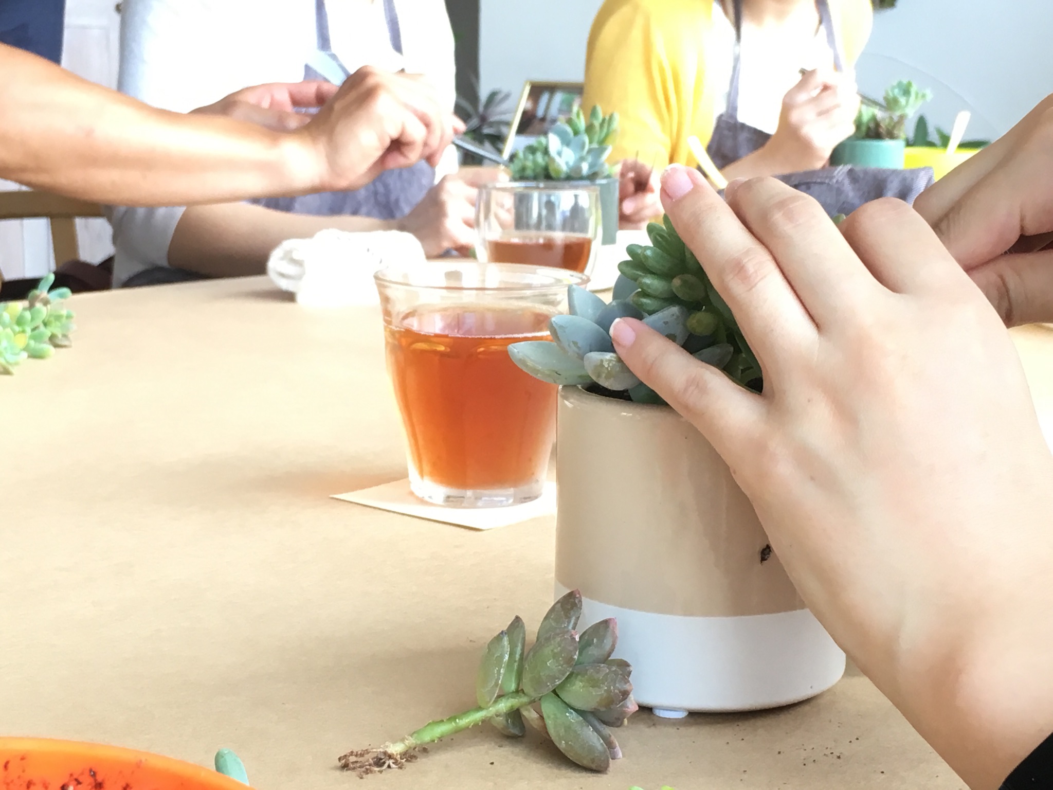 ＜7/18＊ﾜｰｸｼｮｯﾌﾟﾚﾎﾟｰﾄ＞多肉植物の寄せ植え-TANIKU×NELSOL-By MIMONO③