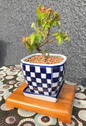 【9/18敬老の日WS】てのひら盆栽ﾜｰｸｼｮｯﾌﾟ＊ﾌﾟﾚｾﾞﾝﾄﾗｯﾋﾟﾝｸﾞも♪