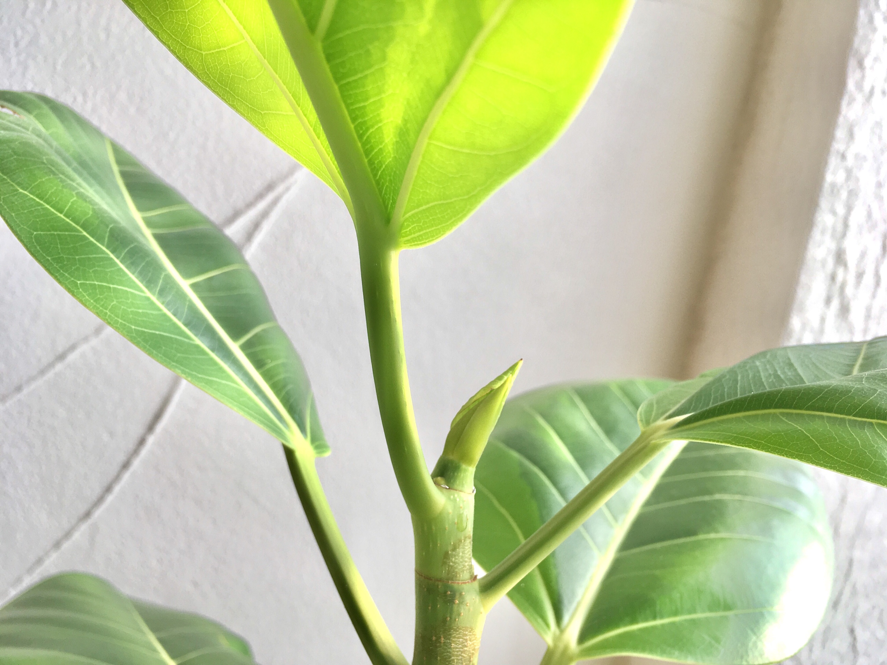 ＜熊谷店スタジオ＞グリーン達とお気に入りの場所