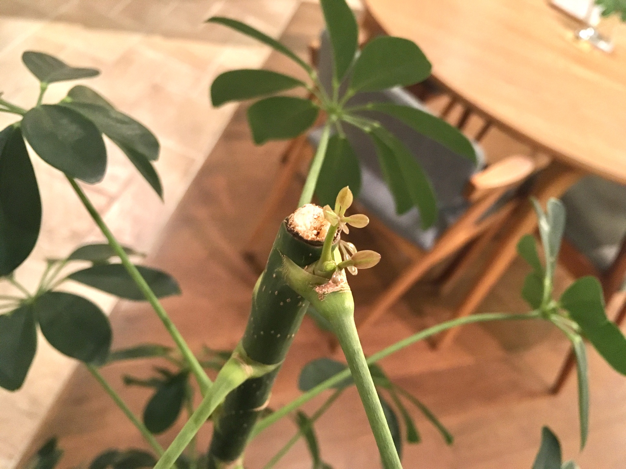 ＜スタジオ＊グリーン＞剪定カポックの新芽のその後…