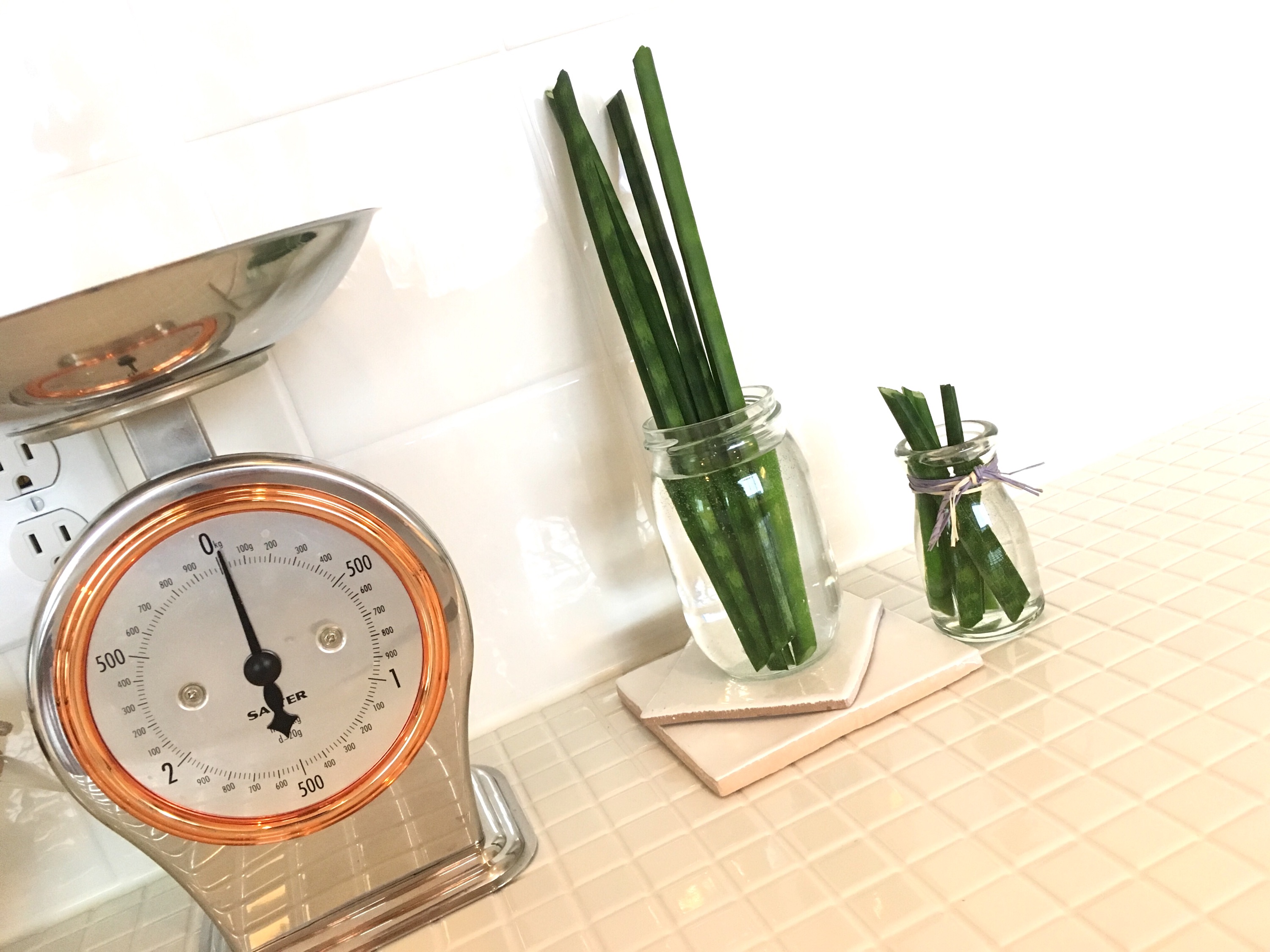 ＜ｽﾀｼﾞｵ＊ｸﾞﾘｰﾝ＞隅っこｻﾝｽﾍﾞﾘｱ＊水栽培から植替えました