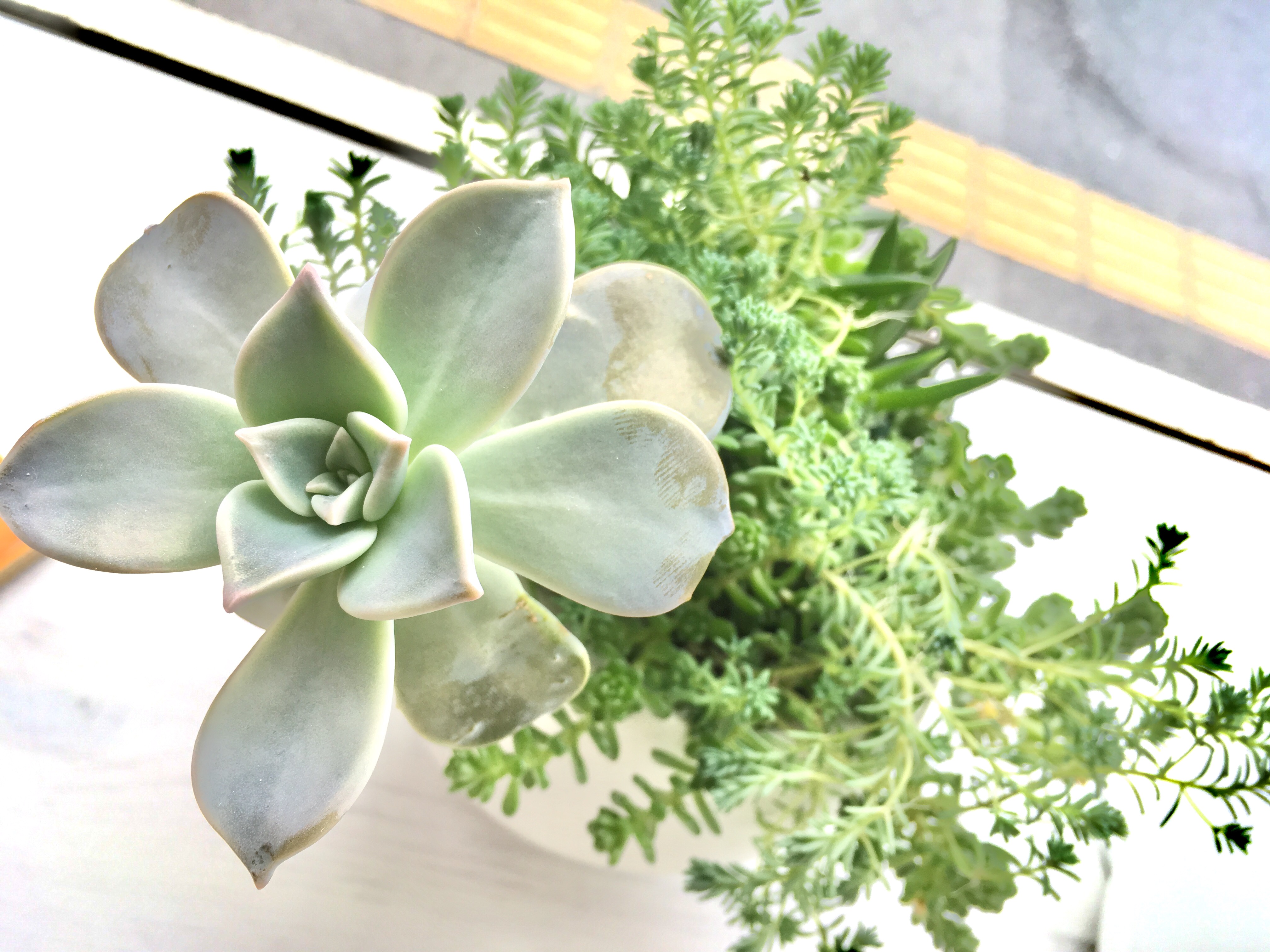 ＜スタジオ＊グリーン＞モコモコ寄せ植えの植え替えをしました。