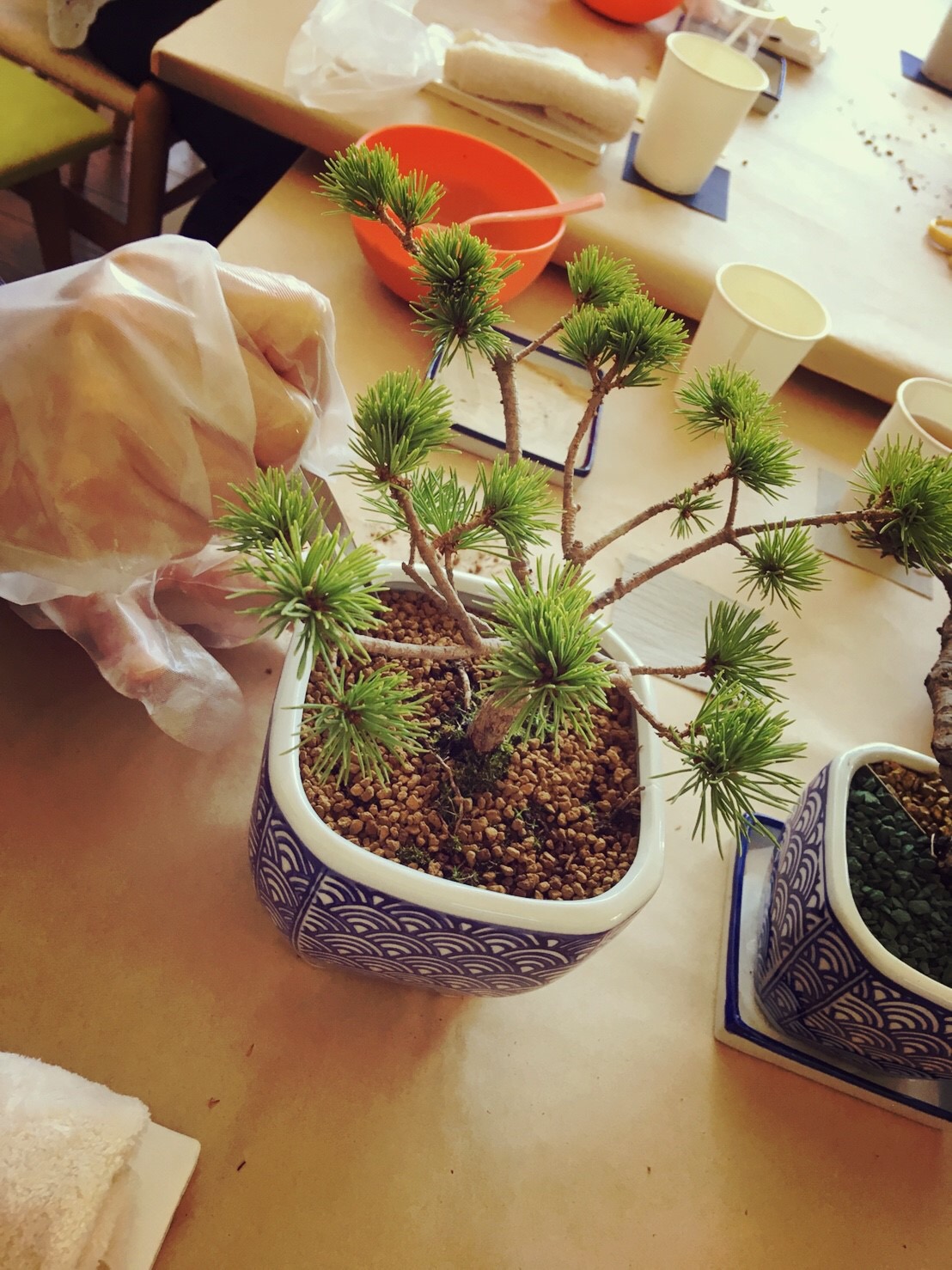 ＜9/18敬老の日ｲﾍﾞﾝﾄﾚﾎﾟｰﾄ＞てのひら盆栽ワークショップ＊by　MIMONO　その②