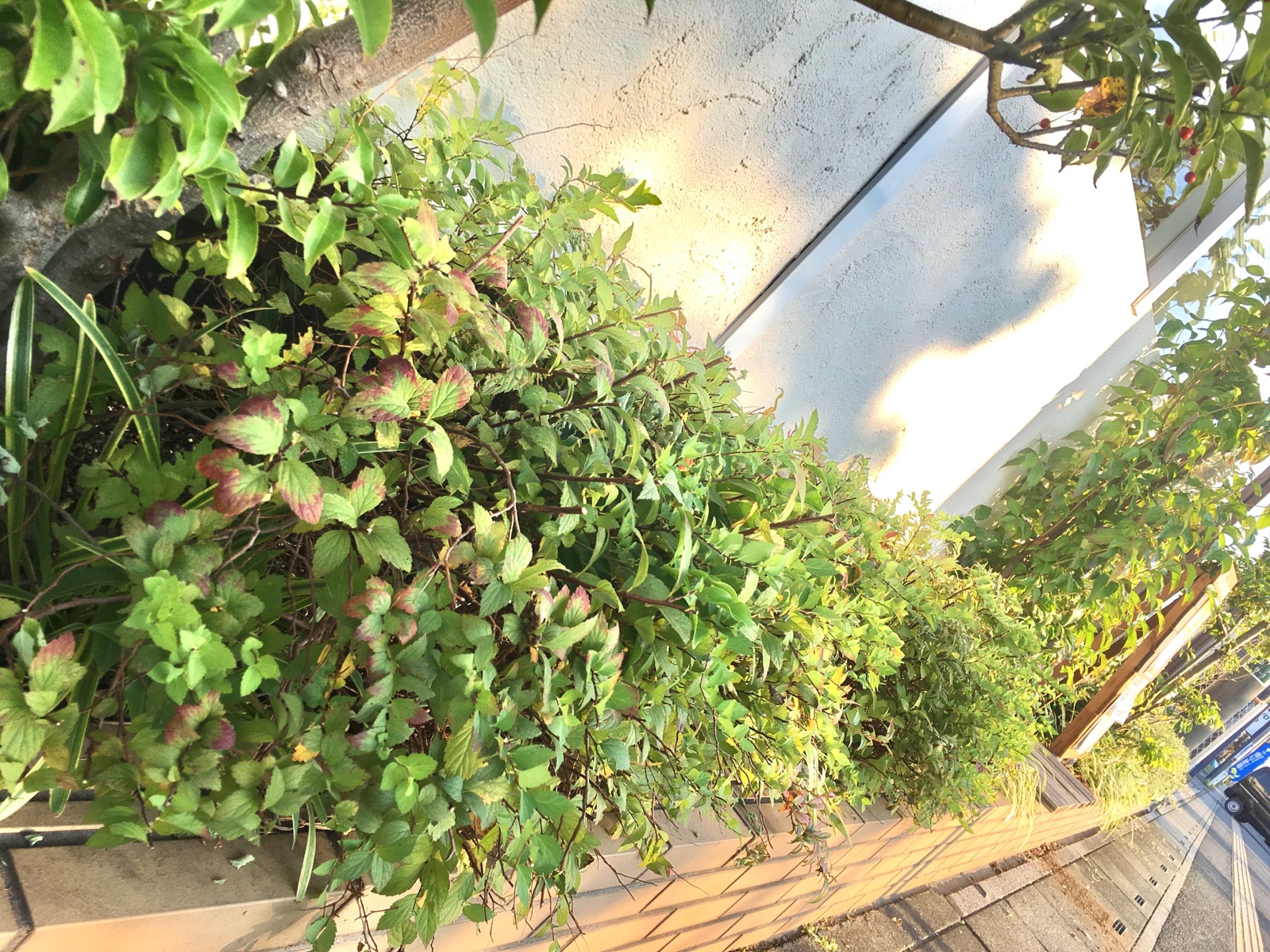 【お庭の事もお任せ】Handymanに花壇をお手入れしてもらいました