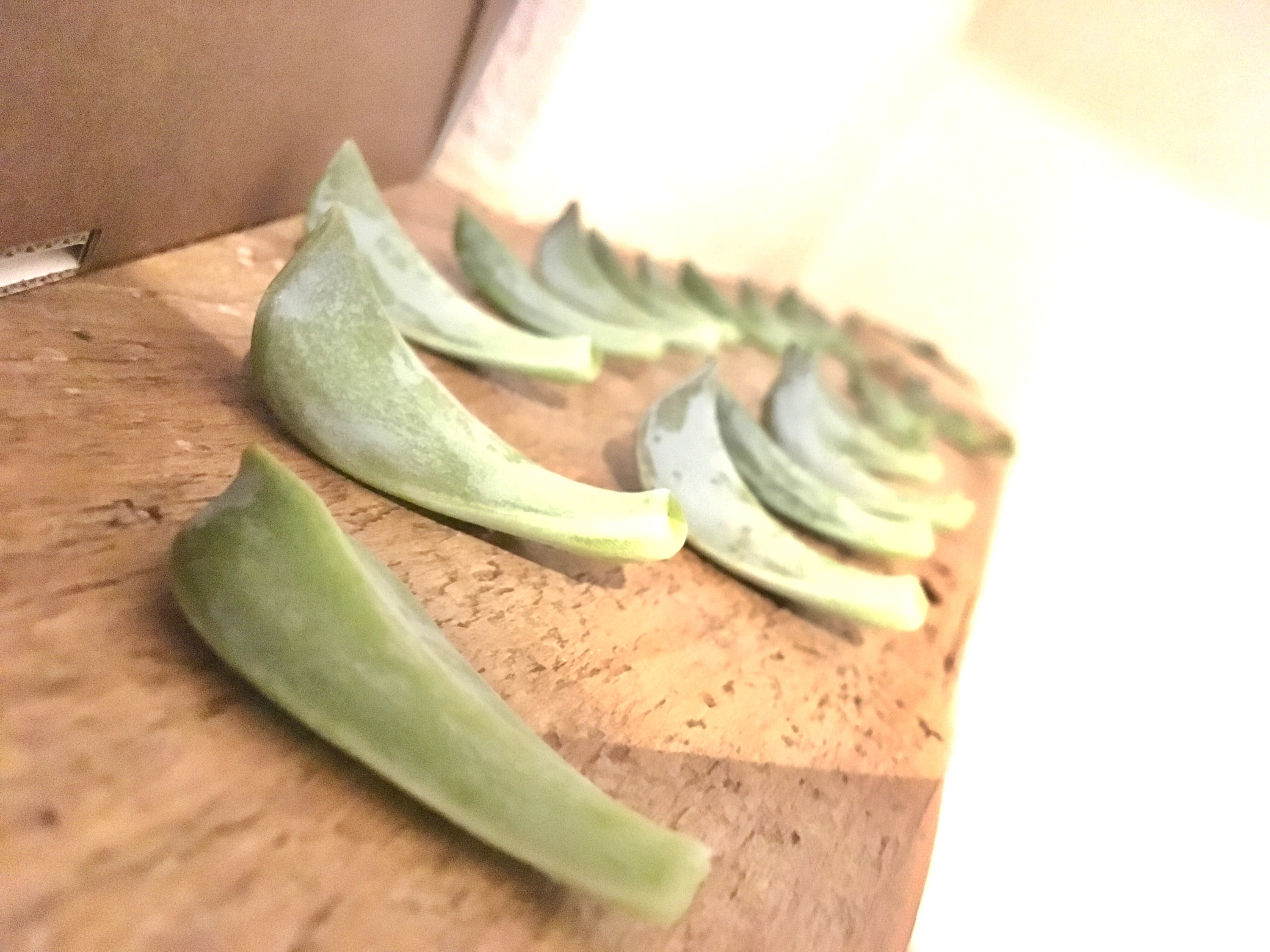 ＜スタジオ＊グリーン＞多肉植物の葉挿しが増えました！