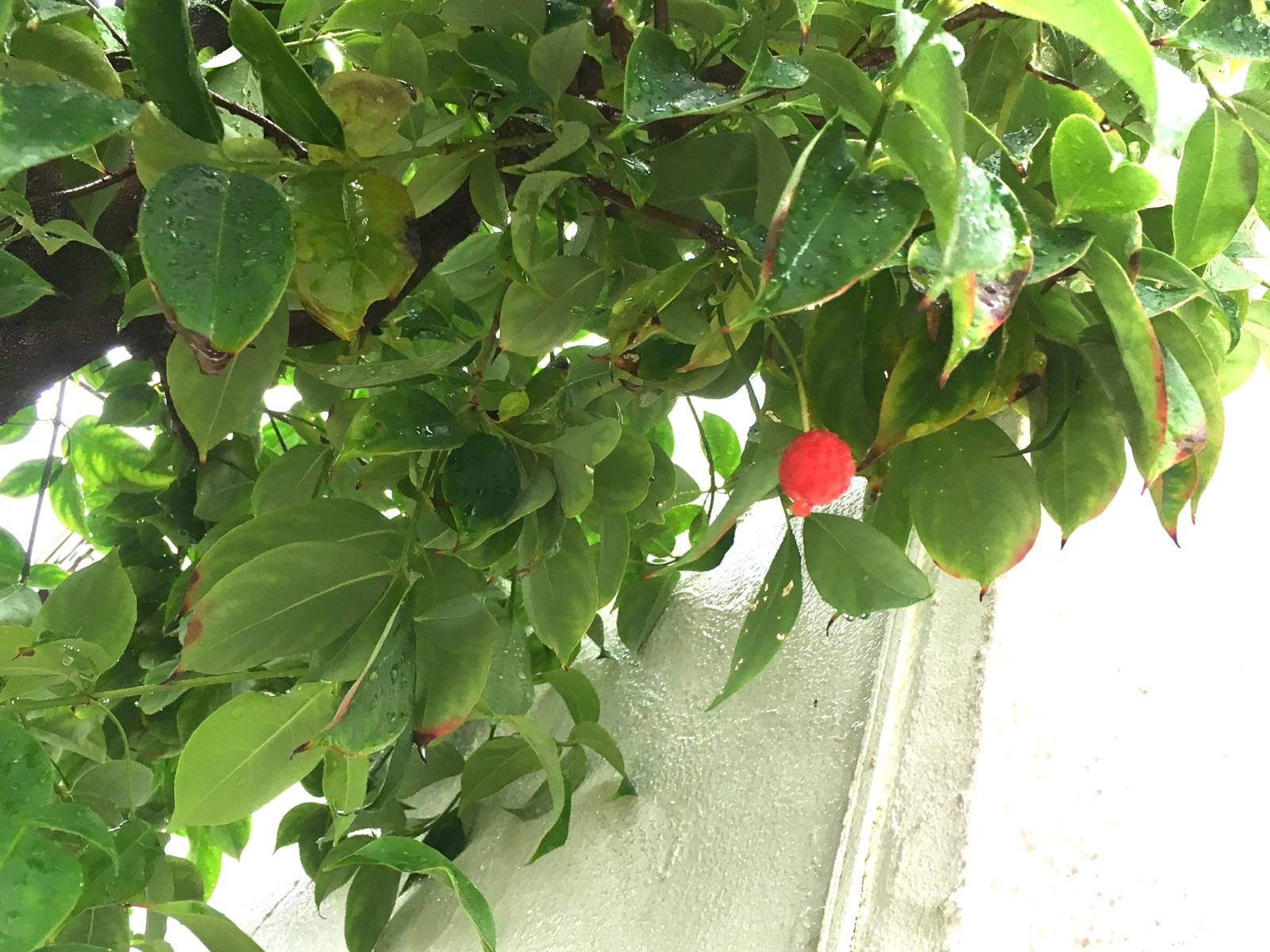 【さくらんぼ型イチゴ】熊谷店＊シンボルツリー「ヤマボウシ」の実が…