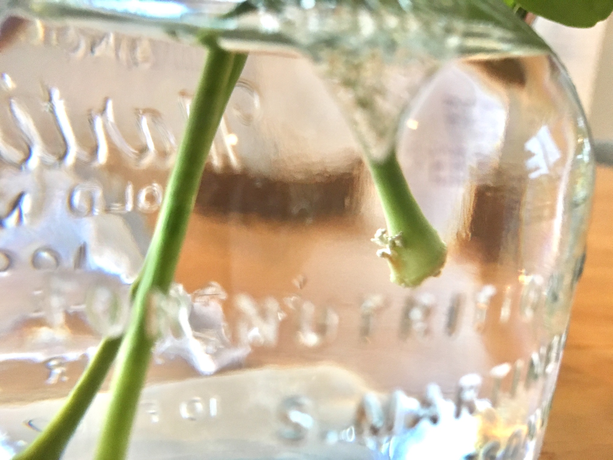 ＜スタジオ＊グリーン＞剪定カポック＊お天気が悪くても強し