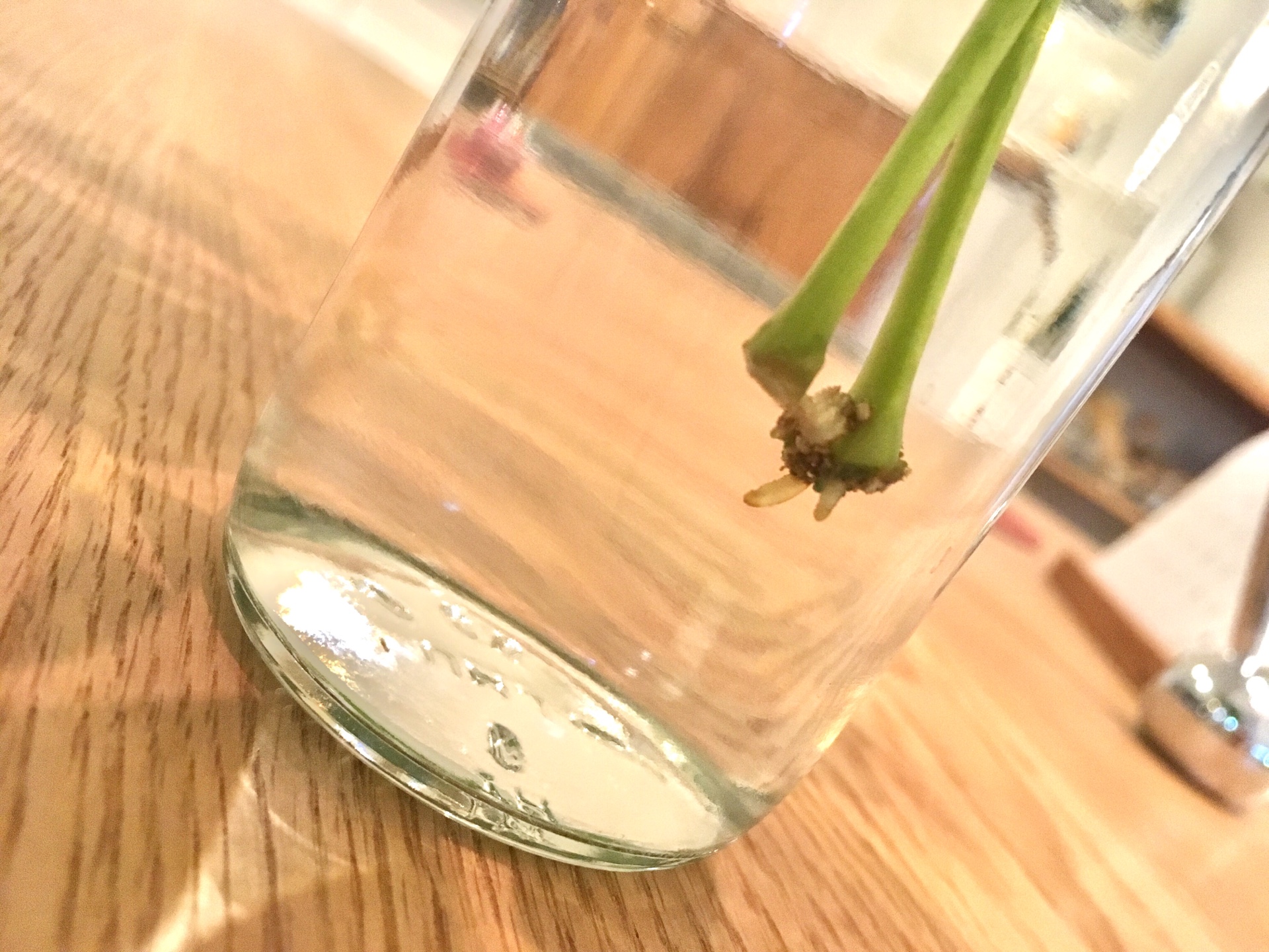 ＜スタジオ＊グリーン＞カポック・子宝草・多肉達も成長中です。