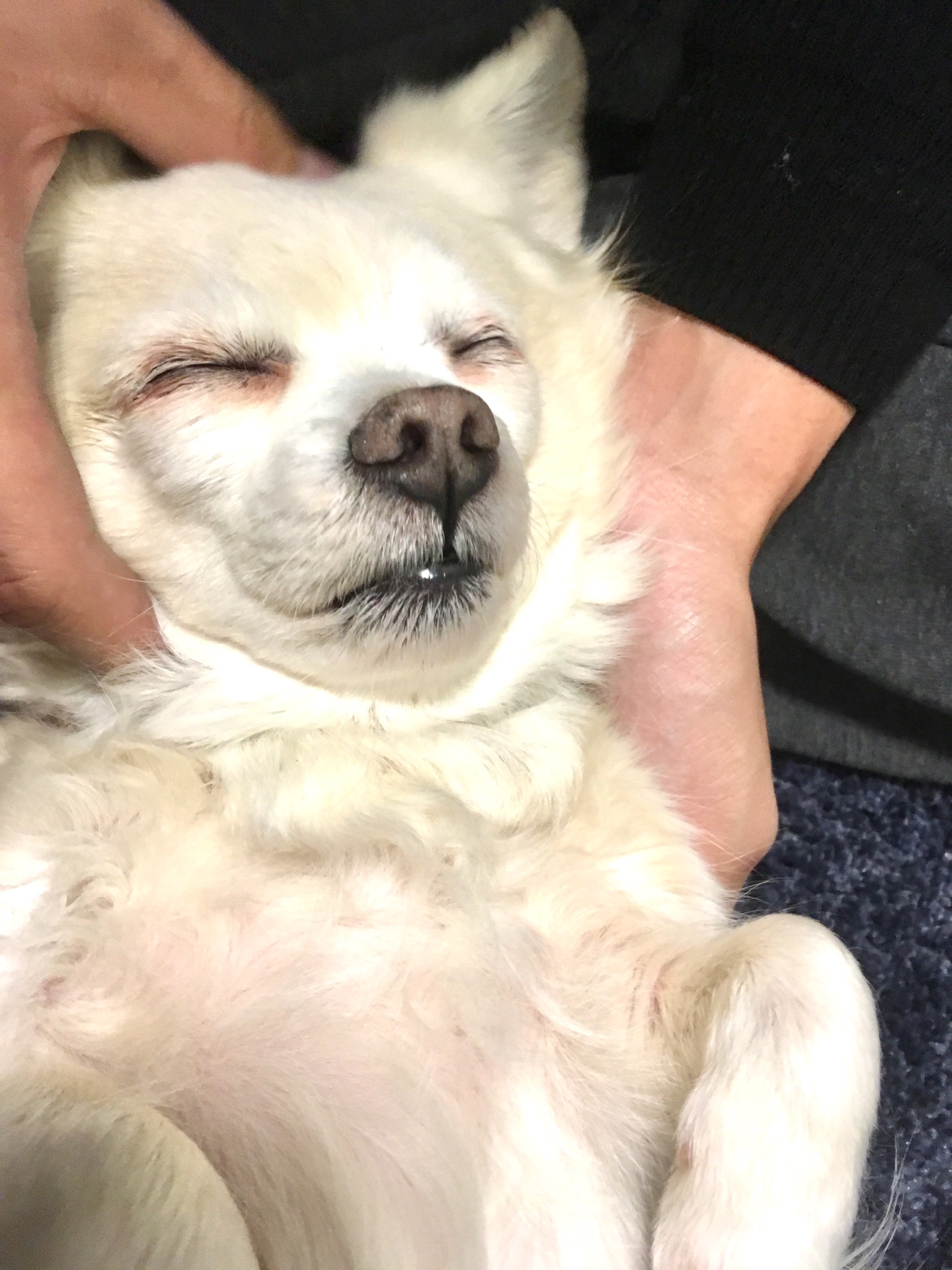 【犬好き・犬派の皆様へ…】1/21（日）までワンワンフォトコンテスト開催中です！