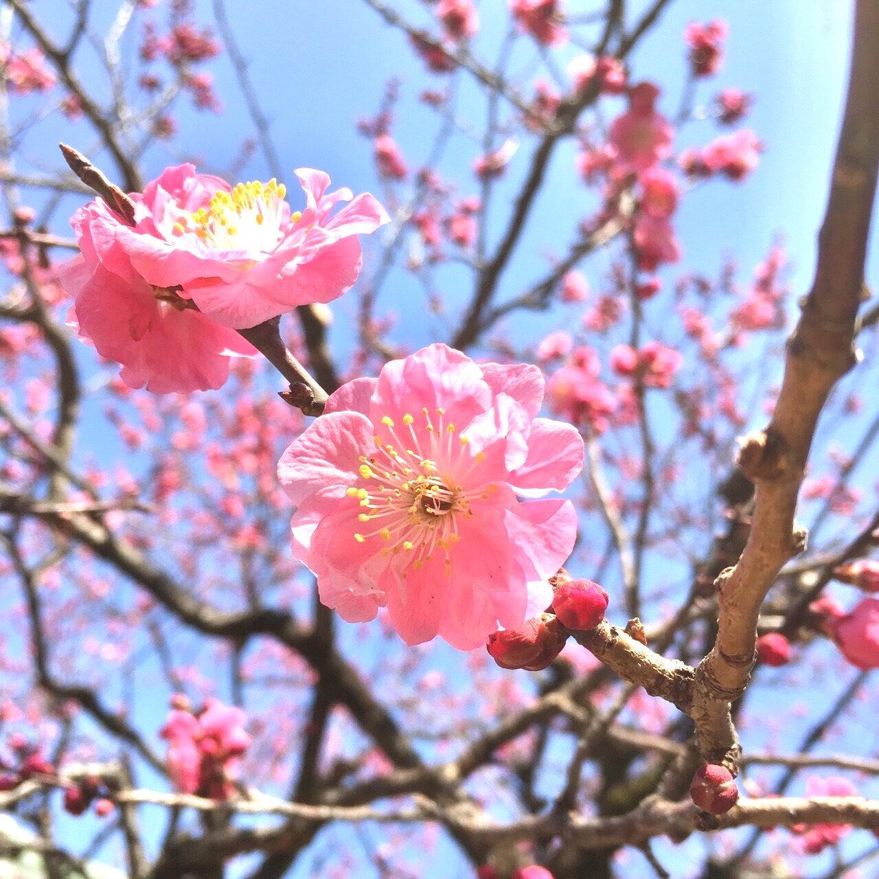 【京都土産を頂きました】定番八ッ橋と竹とお抹茶の日用品＊