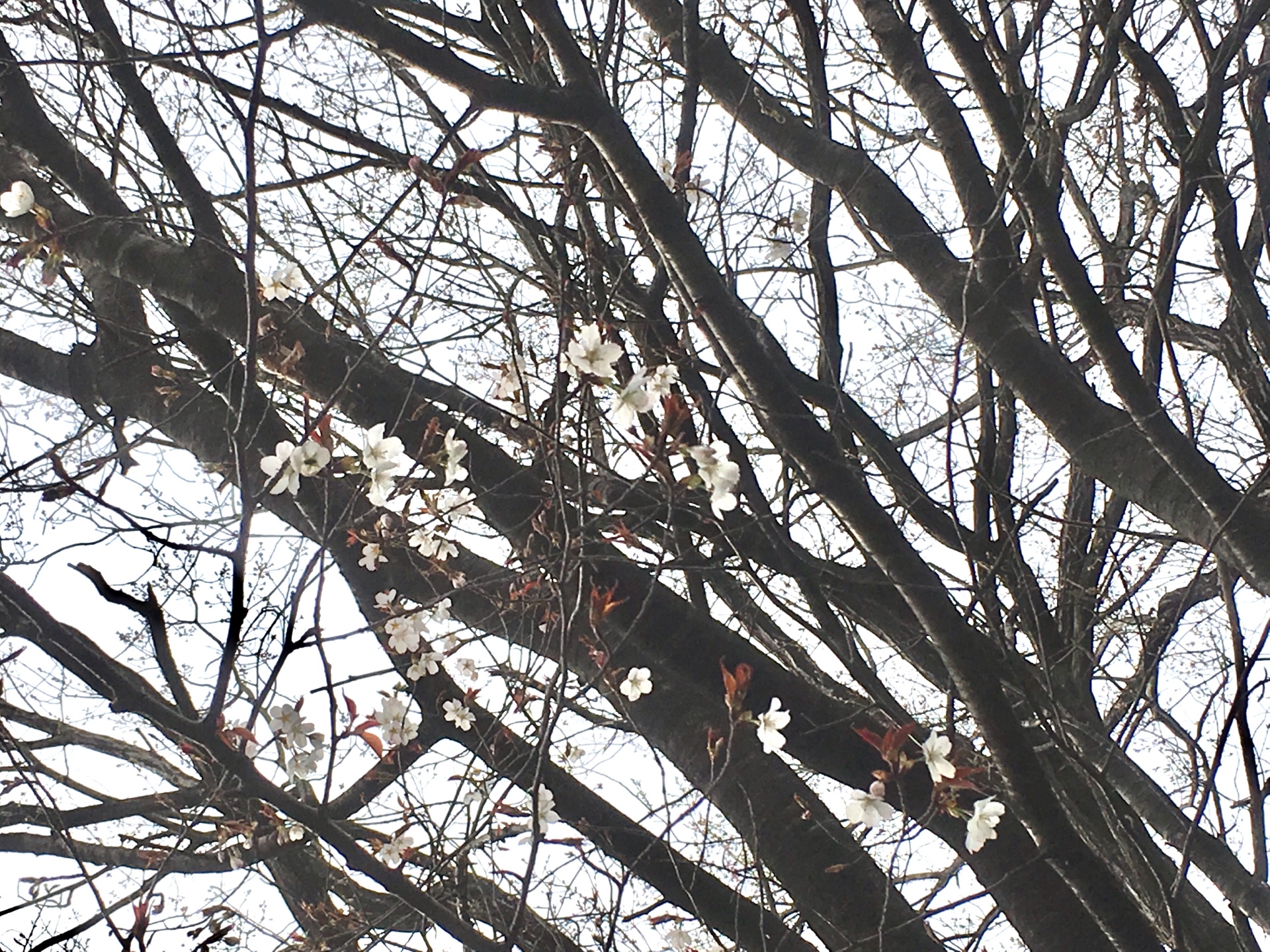 【休日にワンコ達と…】滑川の森林公園のドッグランへ行ってきました！