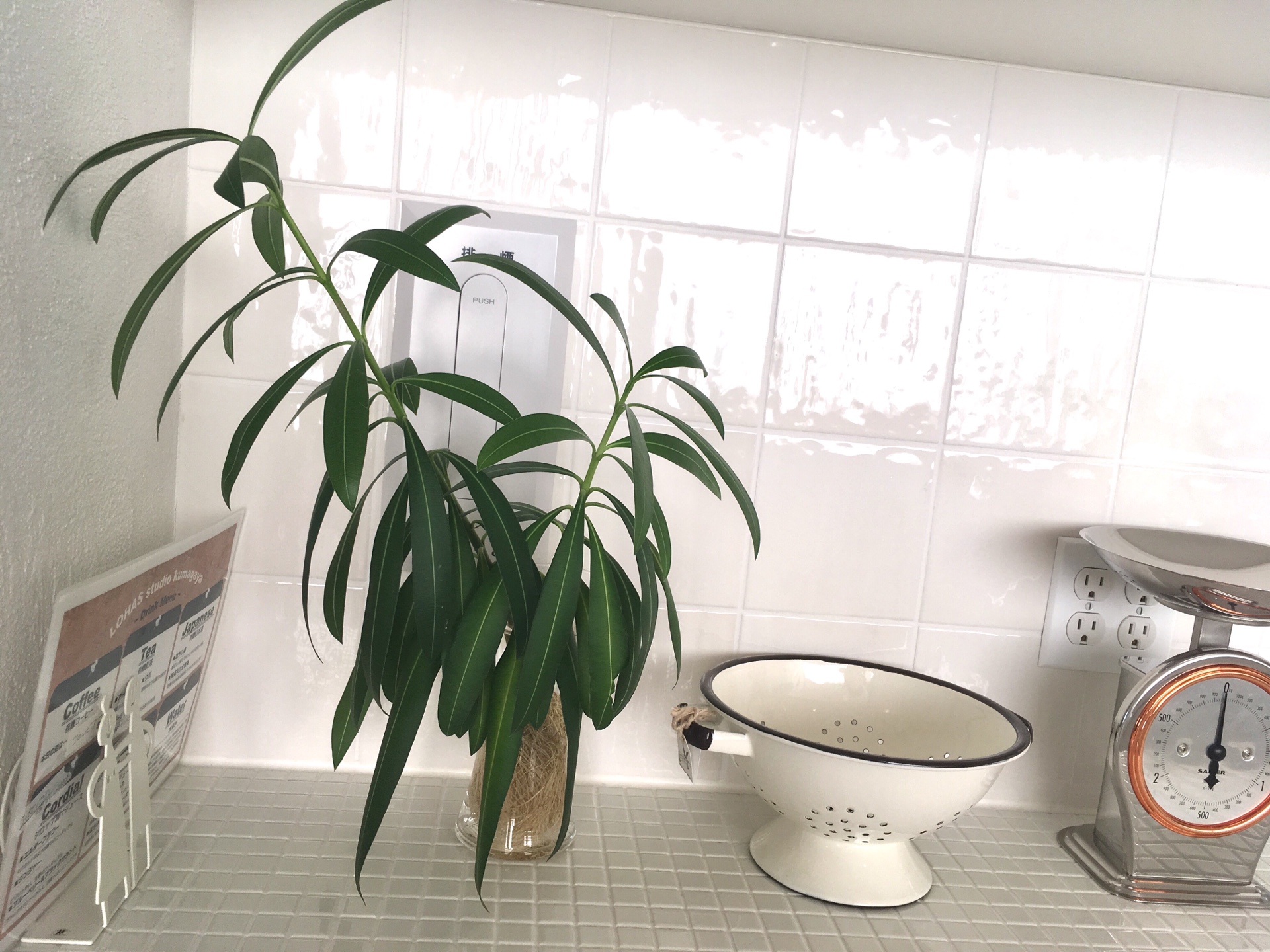 【そろそろあの虫に注意】毎年春の悩み…カイガラムシ対策