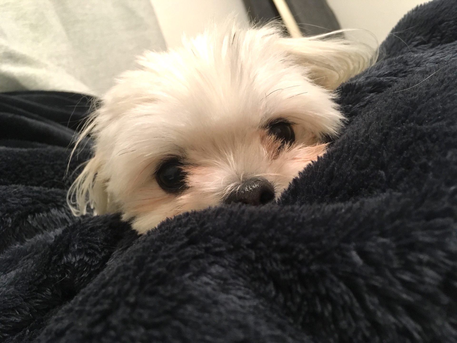 【明日は気温が低いそうです】ワンコとお布団を取り合ってます。