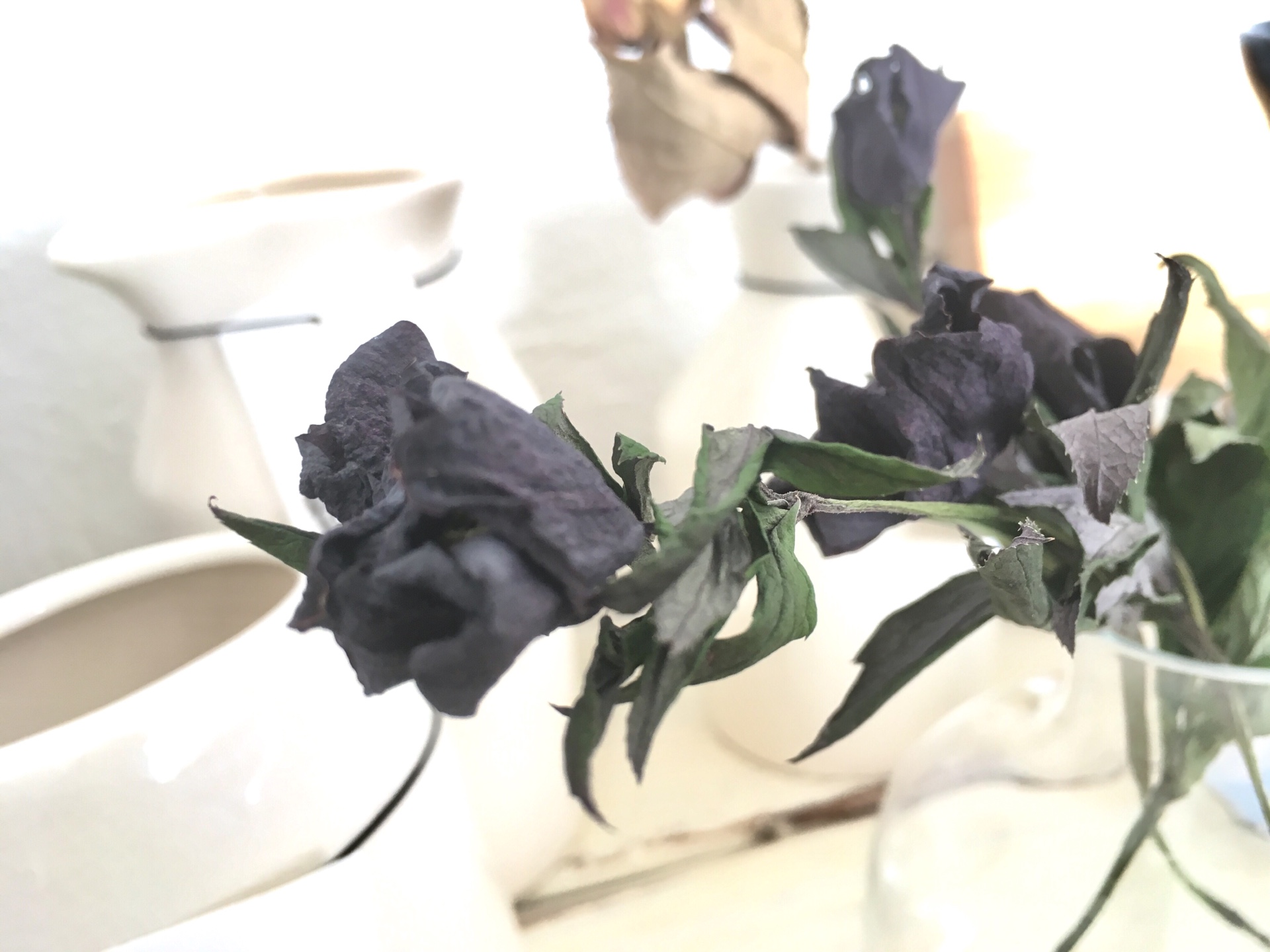 ＜スタジオ＊グリーン＞ドライフラワーには切りたてのお花がオススメです!