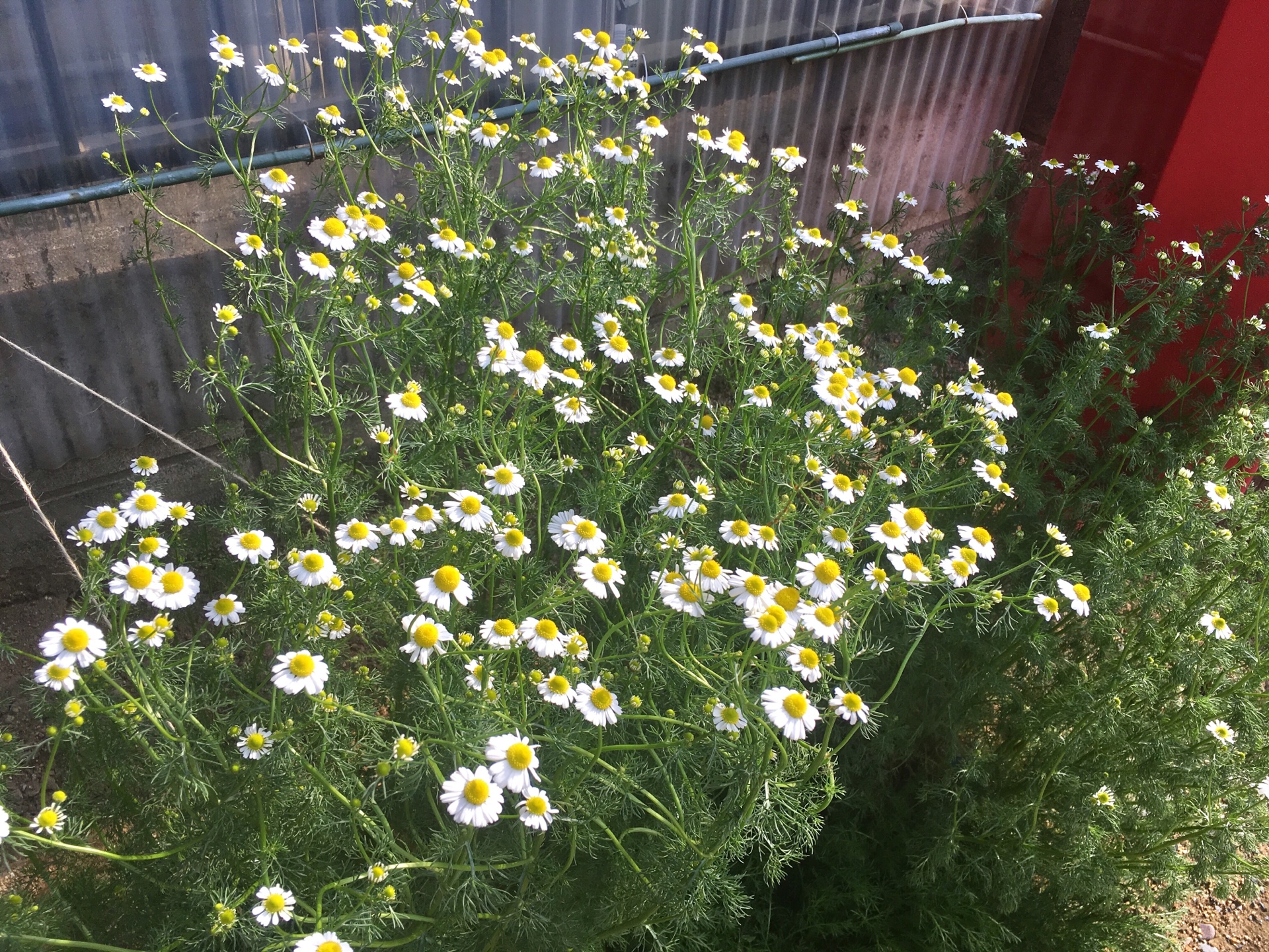 ＜スタジオ＊ハーブ＞昨年植えた、ローマンカモミールが大きくなりました！