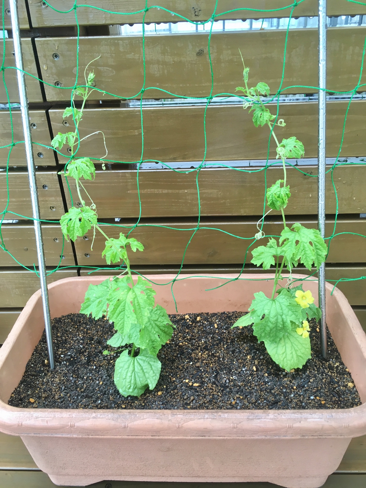 ＜スタジオ＊グリーン＞ゴーヤのお花が咲きました！＊今年はゴーヤ