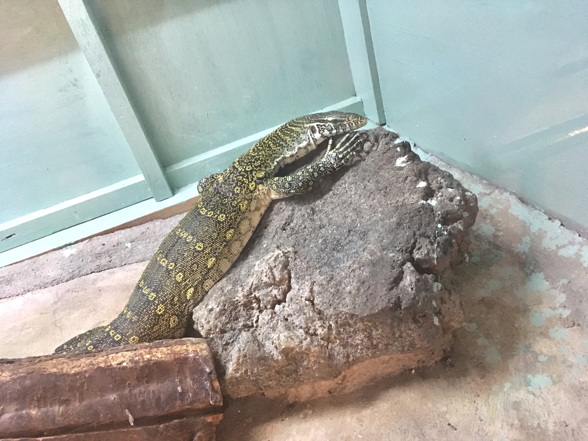 【ゆったり旅行in草津】日本一高い動物園「草津熱帯圏」＊エリマキキツネザルにも触れ合えます