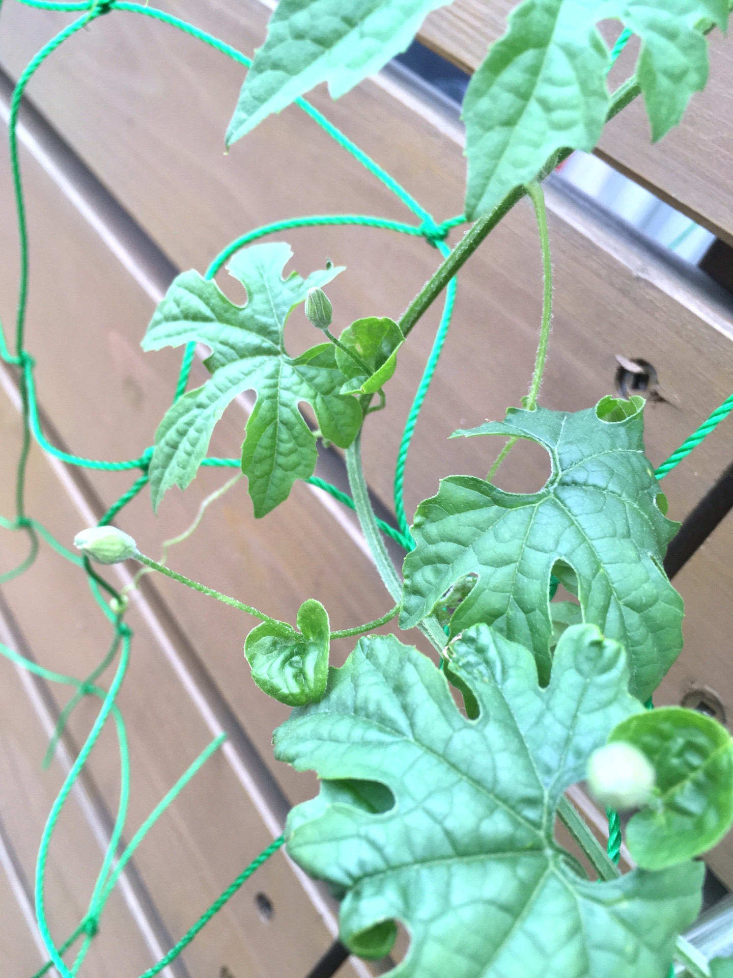 ＜スタジオ＊ゴーヤ＞ゴーヤの雌花の蕾ができました！小さいながらもゴーヤ