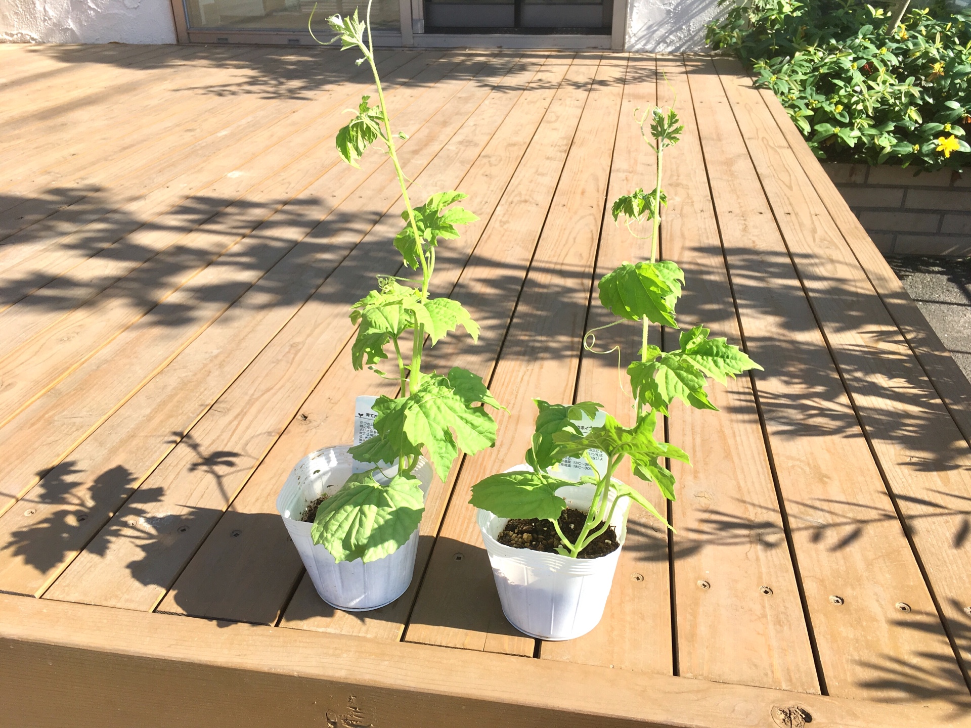 ＜スタジオ＊グリーン＞この夏はゴーヤを育てます。