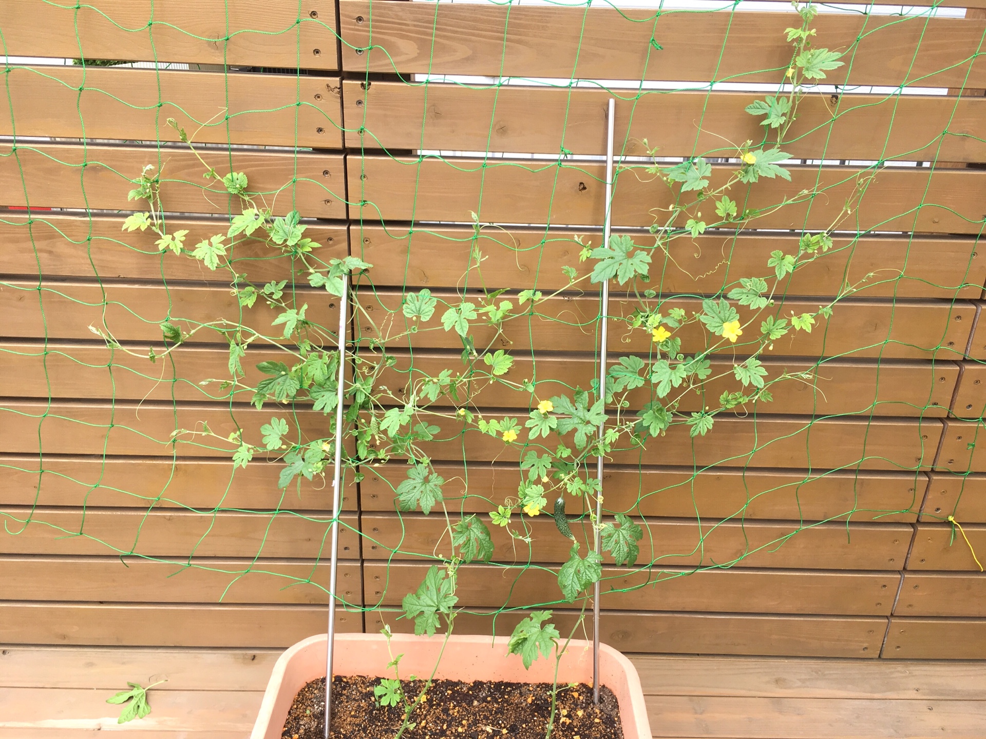 ＜熊谷店＊ゴーヤ＞同じウリ科「きゅうり」のようなゴーヤが付きました