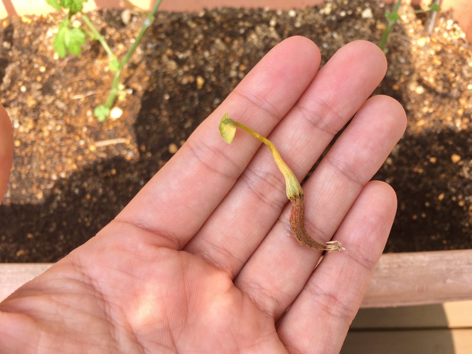 ＜スタジオ＊ゴーヤ＞熊谷の暑さでゴーヤがぱりぱりに…私もひりひり…