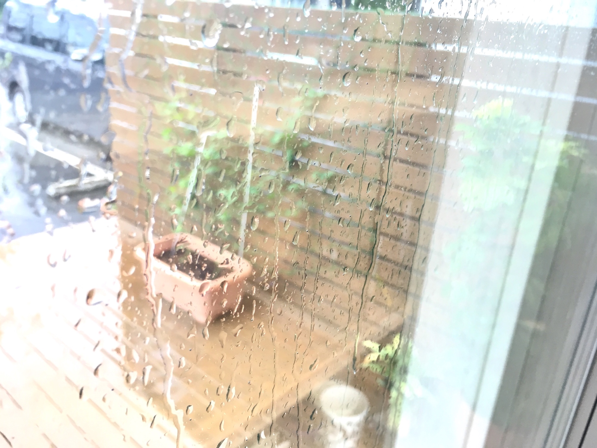 【台風で…】ゴーヤは無事！？＊難しいゴーヤの収穫タイミング