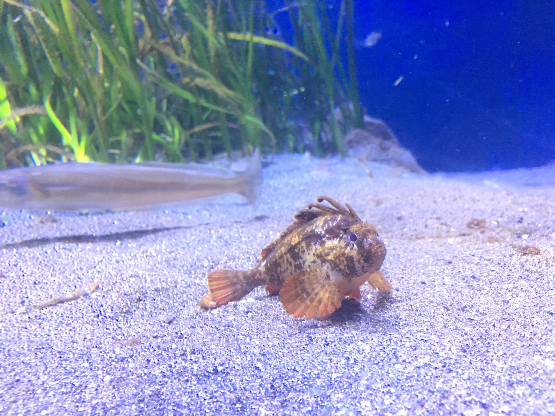 【水族館の王道＊シーパラダイス】ドアップのペンギンとセイウチの拍手
