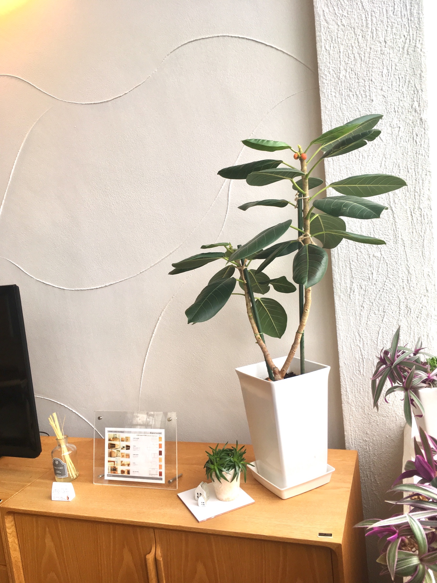 ＜スタジオ＊グリーン＞ゴムの木に変化！　実か、花か…？