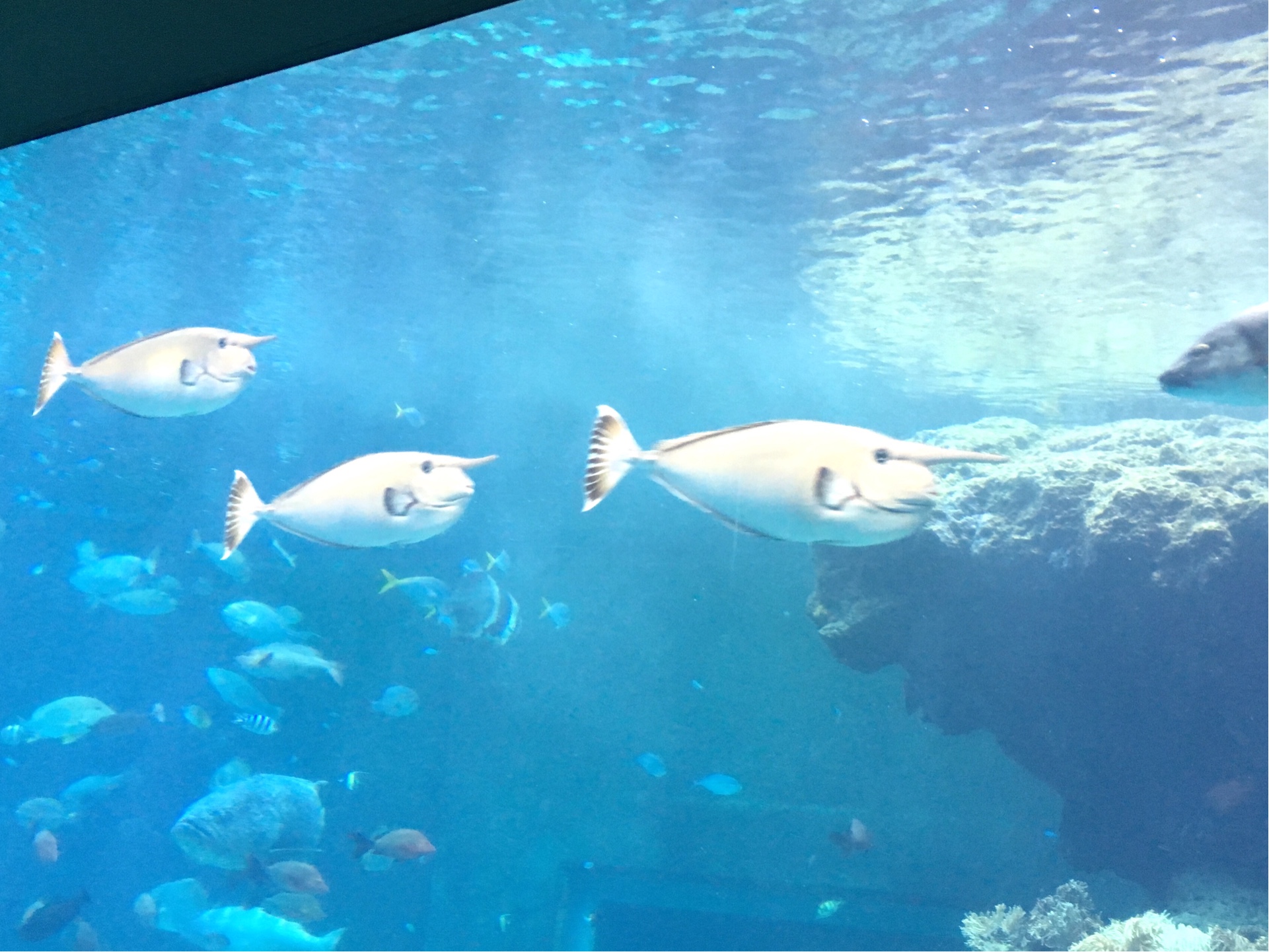 【台風の被害の修繕等もスタジオまで…】沖縄旅行へ行ってまいりました＊雨でもなんくるないさ～