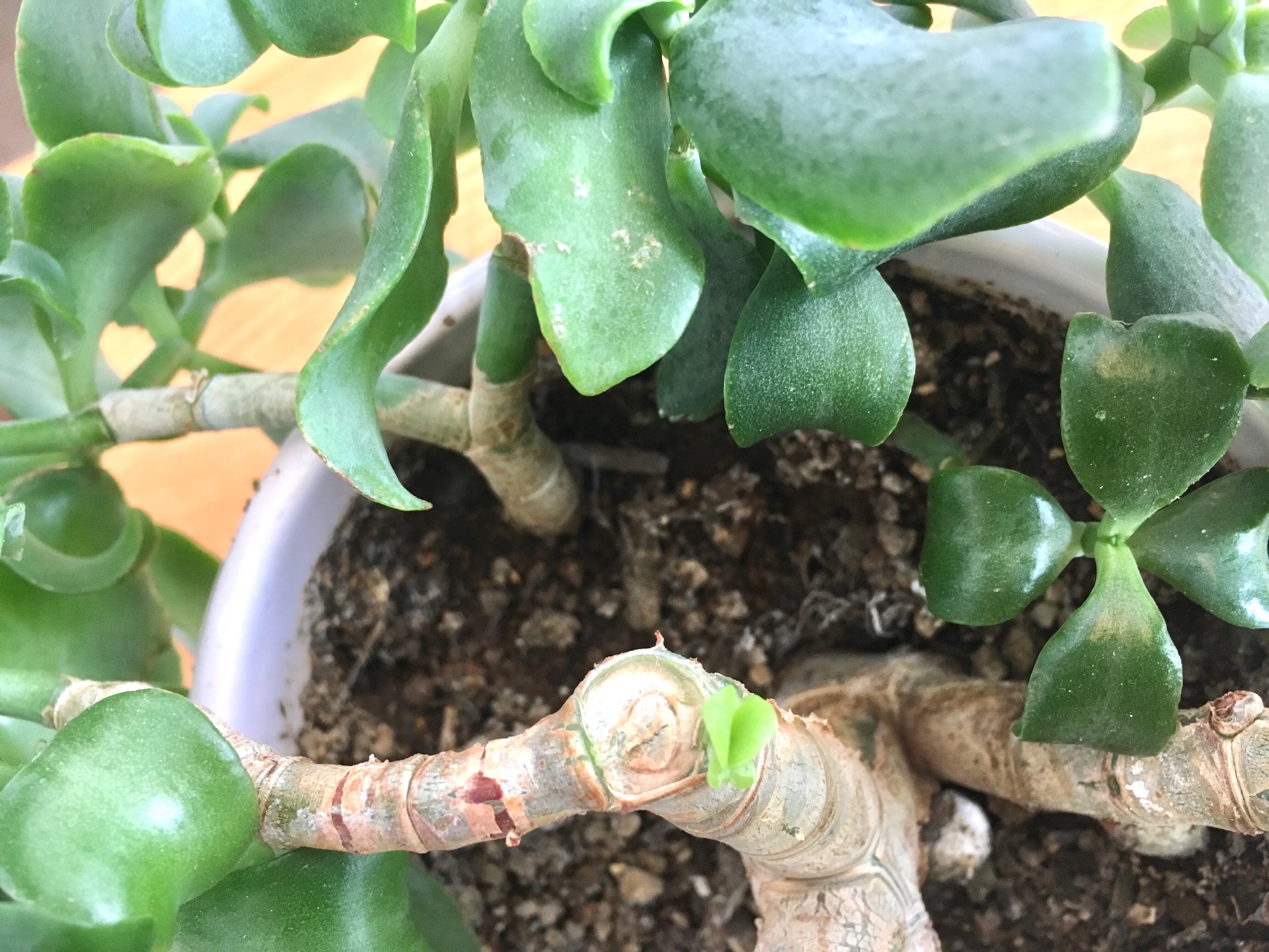 ＜スタジオ＊グリーン＞ぽきっと折れてしまったときは…＊アヒルのくちばしみたいな新芽