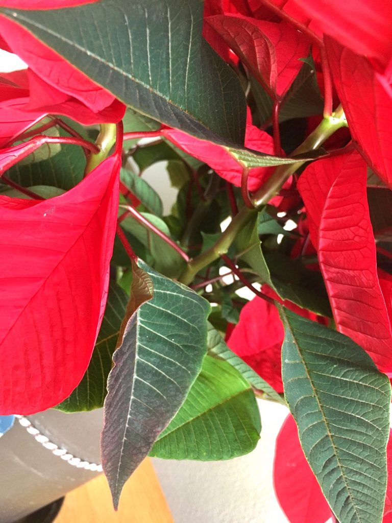 メキシコからの赤い葉っぱ クリスマスといえば ポインセチア 寒さに弱いのでご注意を 株式会社okuta Lohas Studio熊谷店のブログ リフォーム マンションリフォームならlohas Studio ロハススタジオ Presented By Okuta オクタ