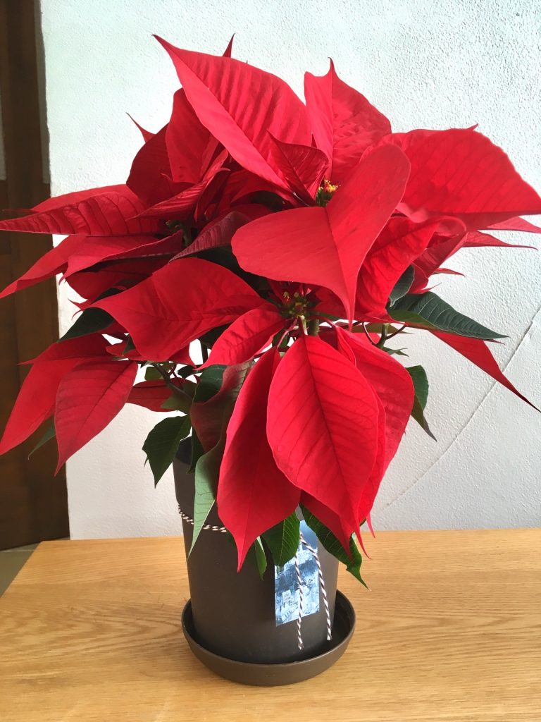 50 クリスマス 葉っぱ 花の画像