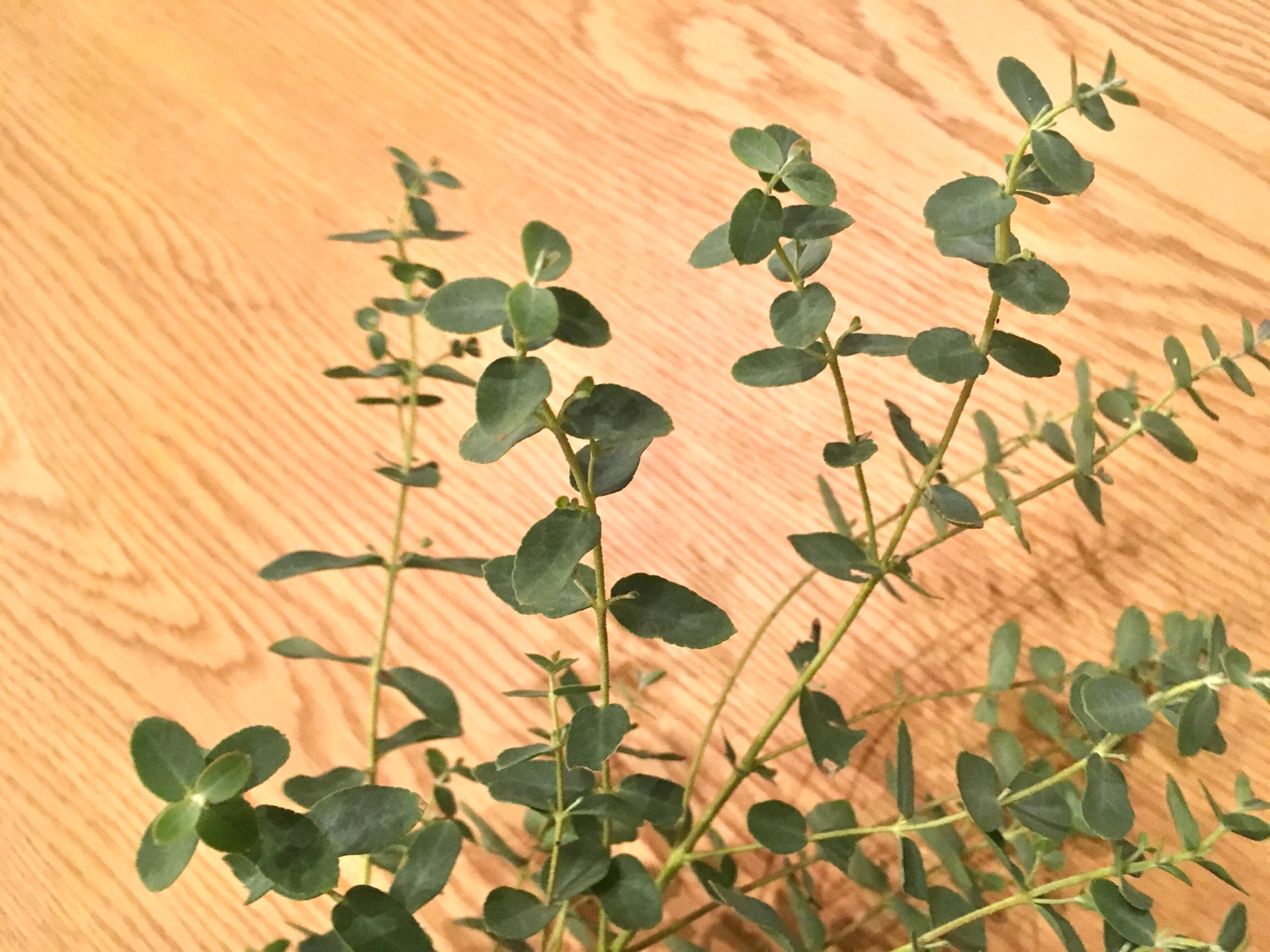 ＜スタジオ＊グリーン＞ユーカリグニーのドライフラワーができました