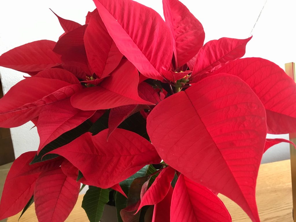 メキシコからの赤い葉っぱ クリスマスといえば ポインセチア 寒さに弱いのでご注意を 株式会社okuta Lohas Studio熊谷店のブログ リフォーム マンションリフォームならlohas Studio ロハススタジオ Presented By Okuta オクタ