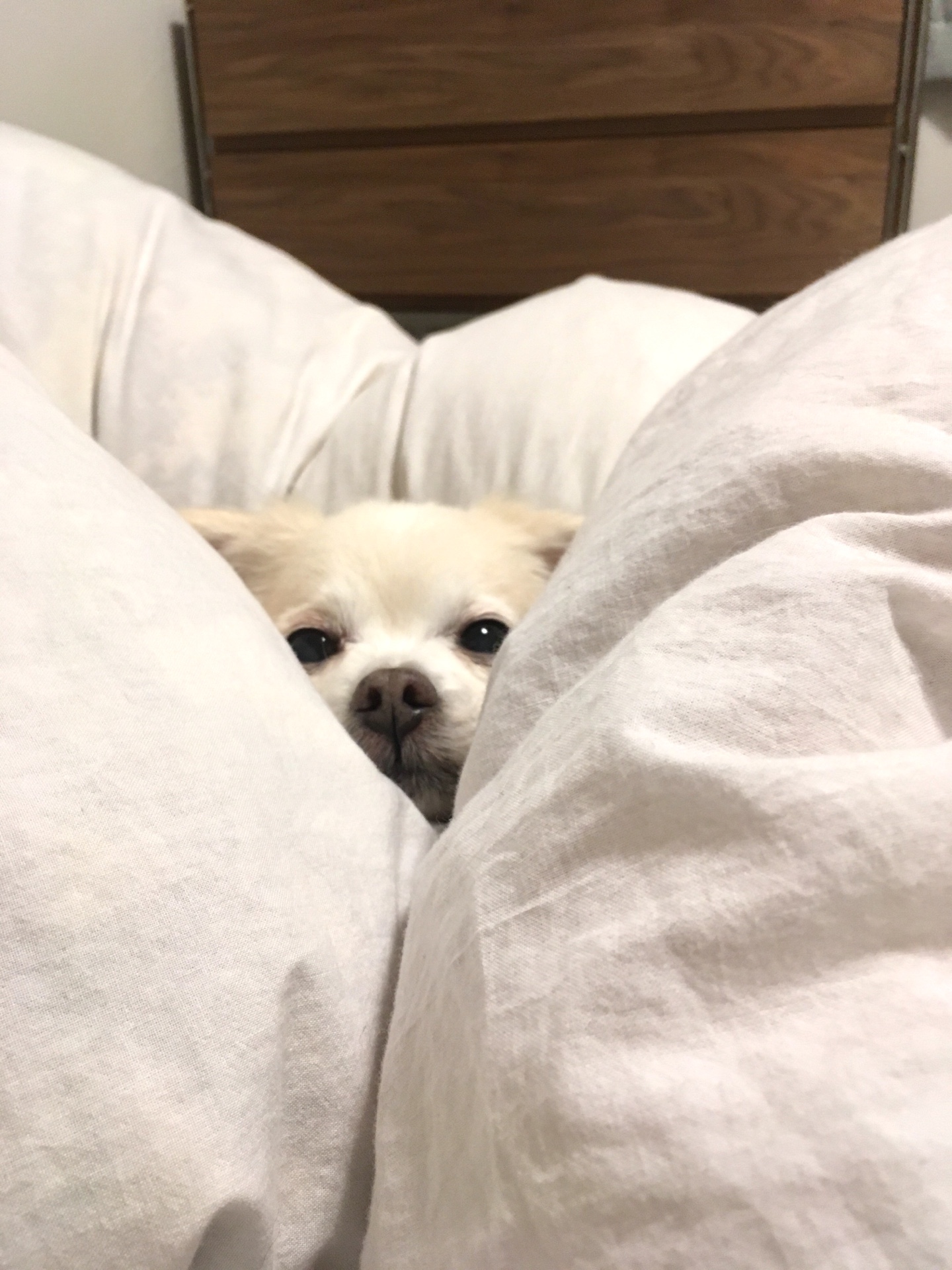 【わんこもぬくぬくふかふかがお好き】ワンちゃんのためのリフォームも行っております