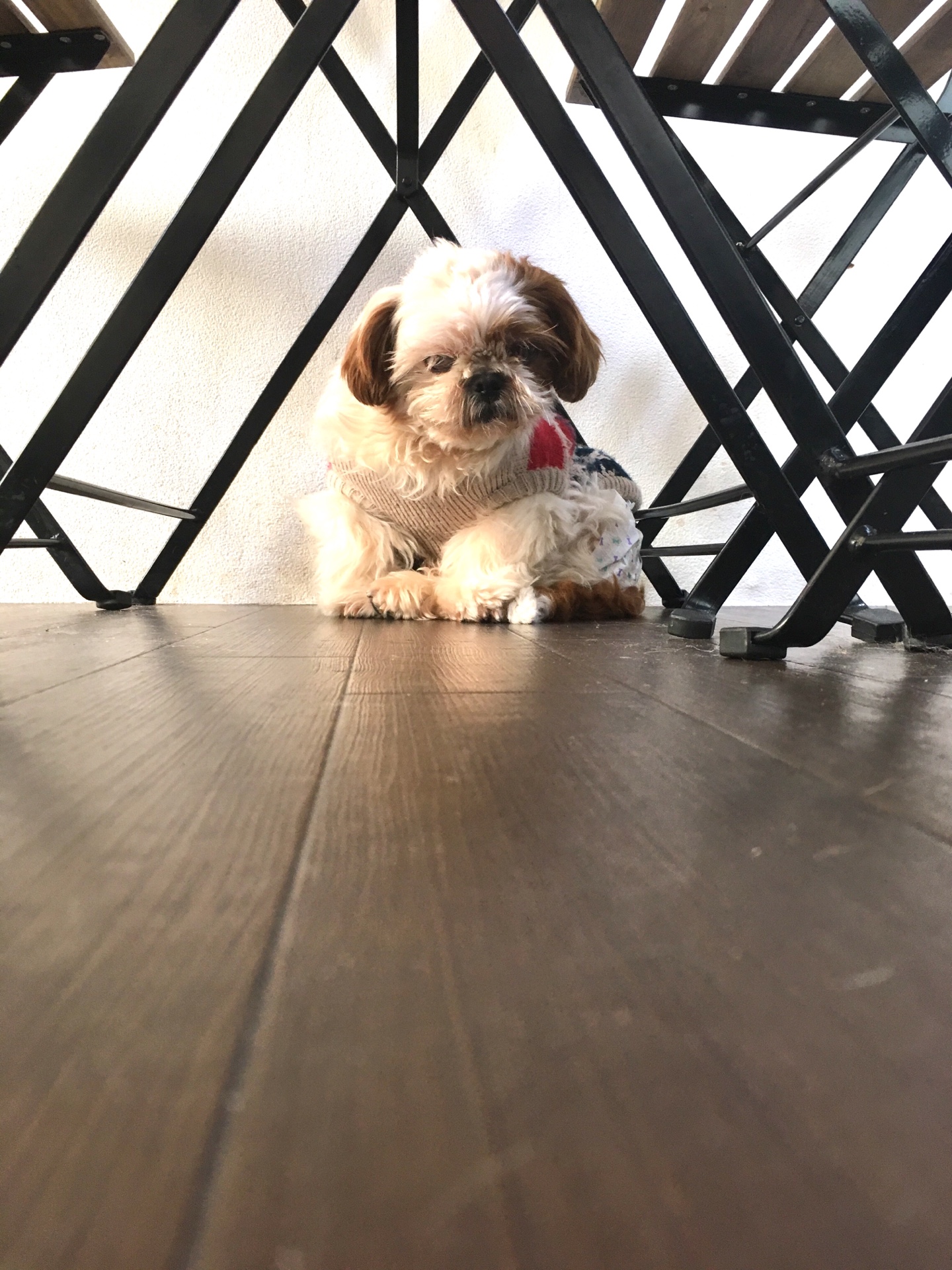 【犬好き必見！】東京都＊西八王子の保護犬カフェに行ってきました！ 株式会社OKUTA LOHAS studio